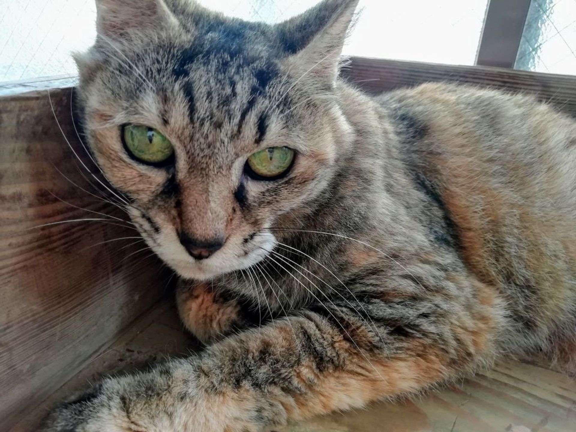 雑種（ミックス猫）・メスの里親募集の写真