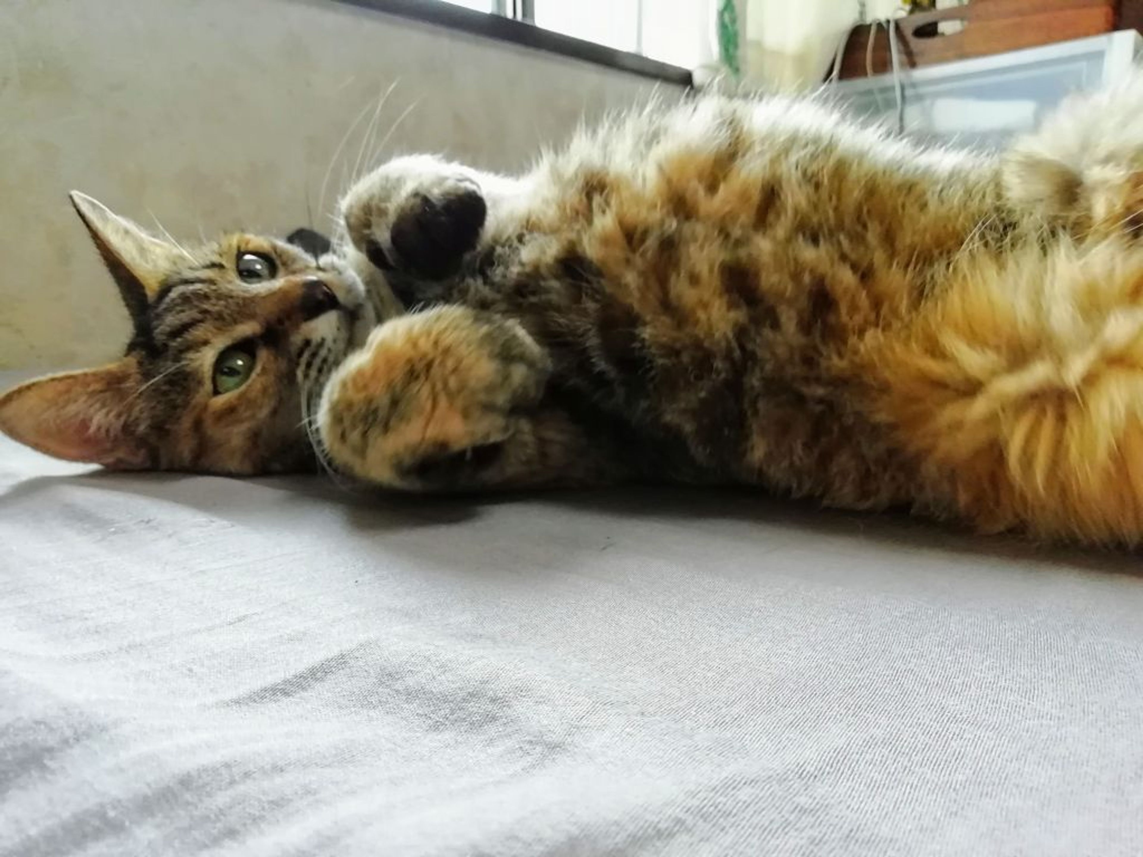 pet-image-2