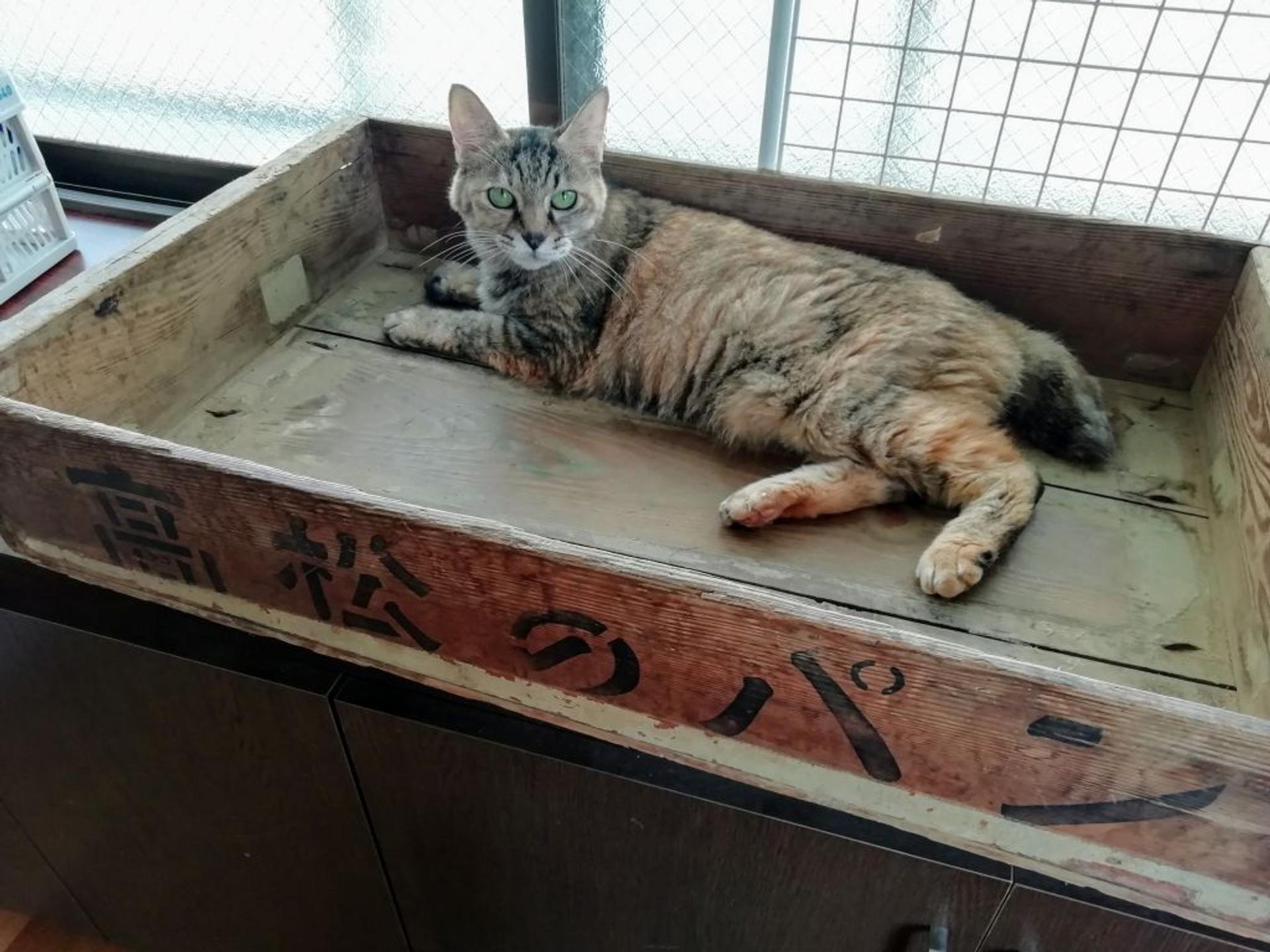 pet-image-3