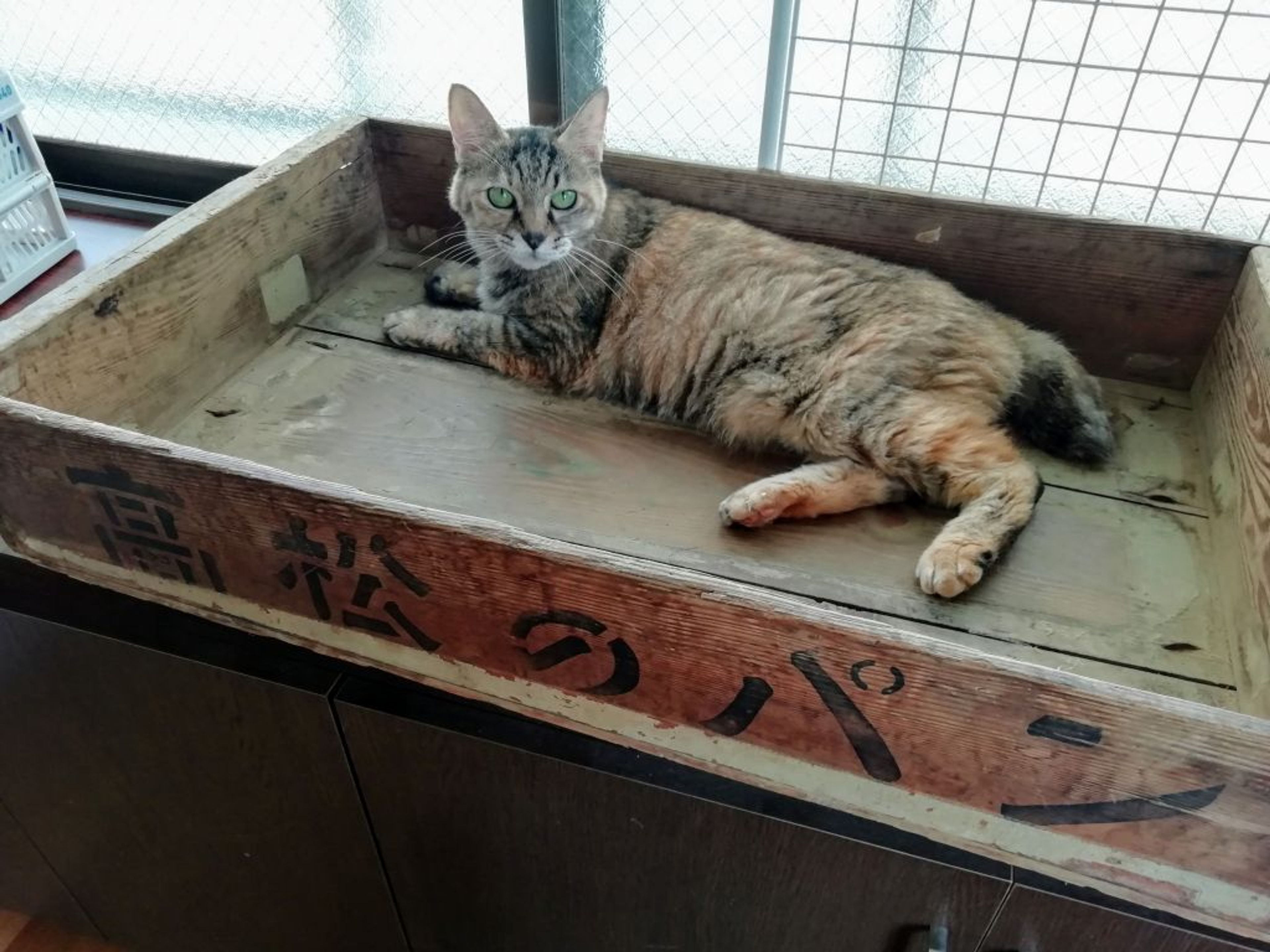 pet-image-3