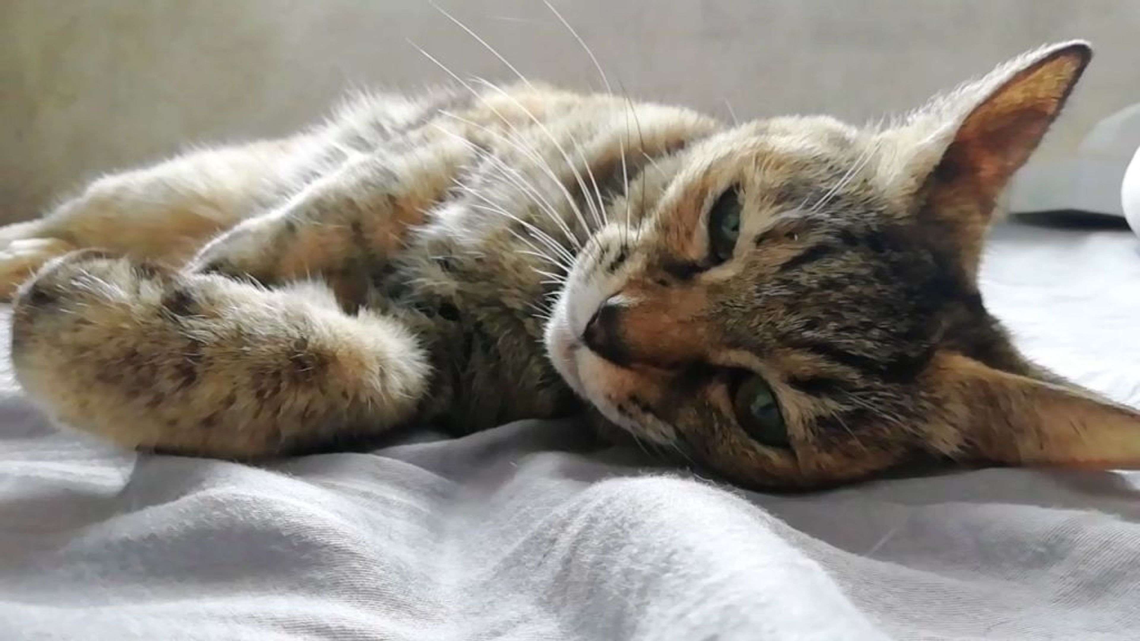pet-image-4