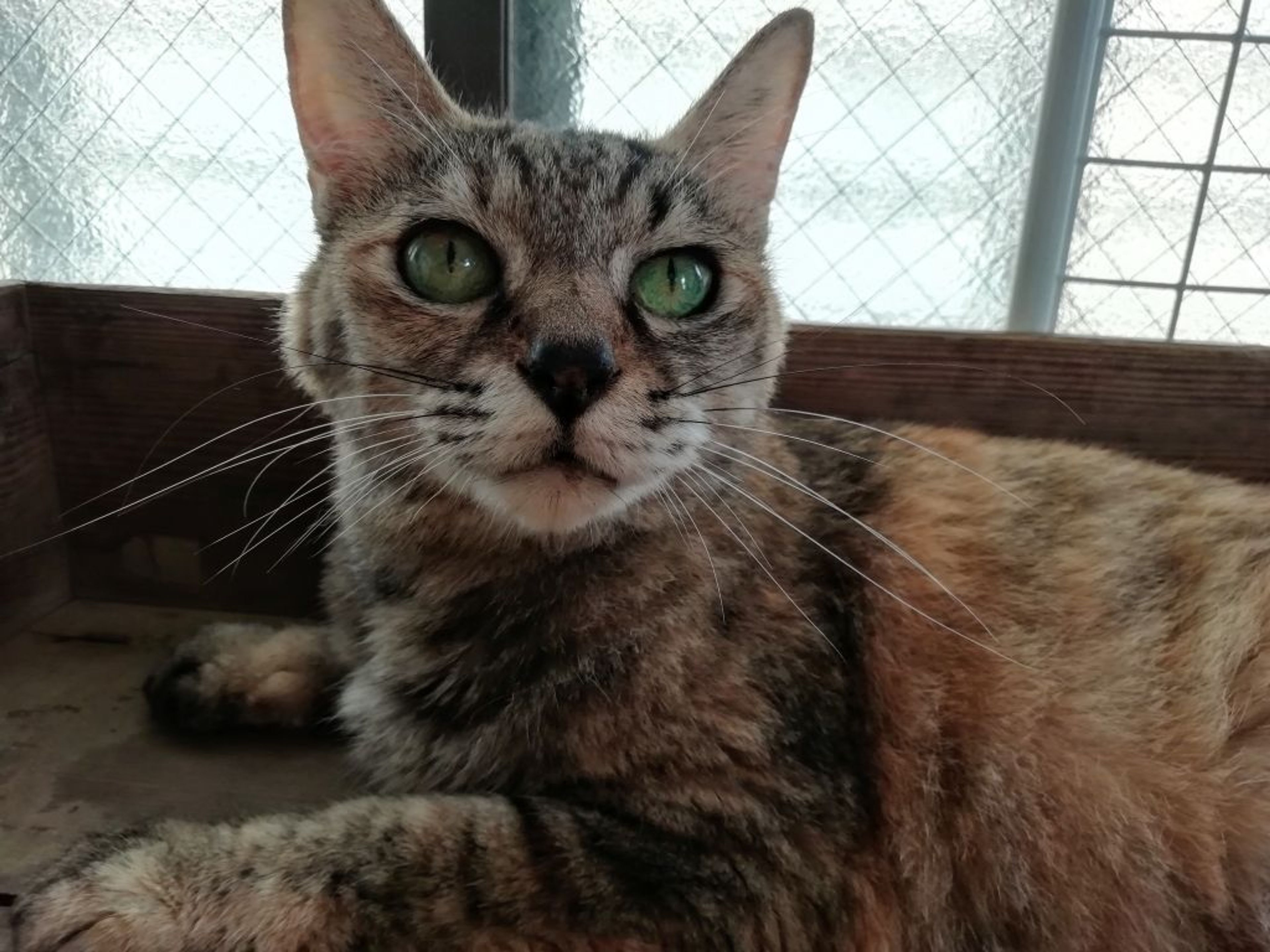 pet-image-5