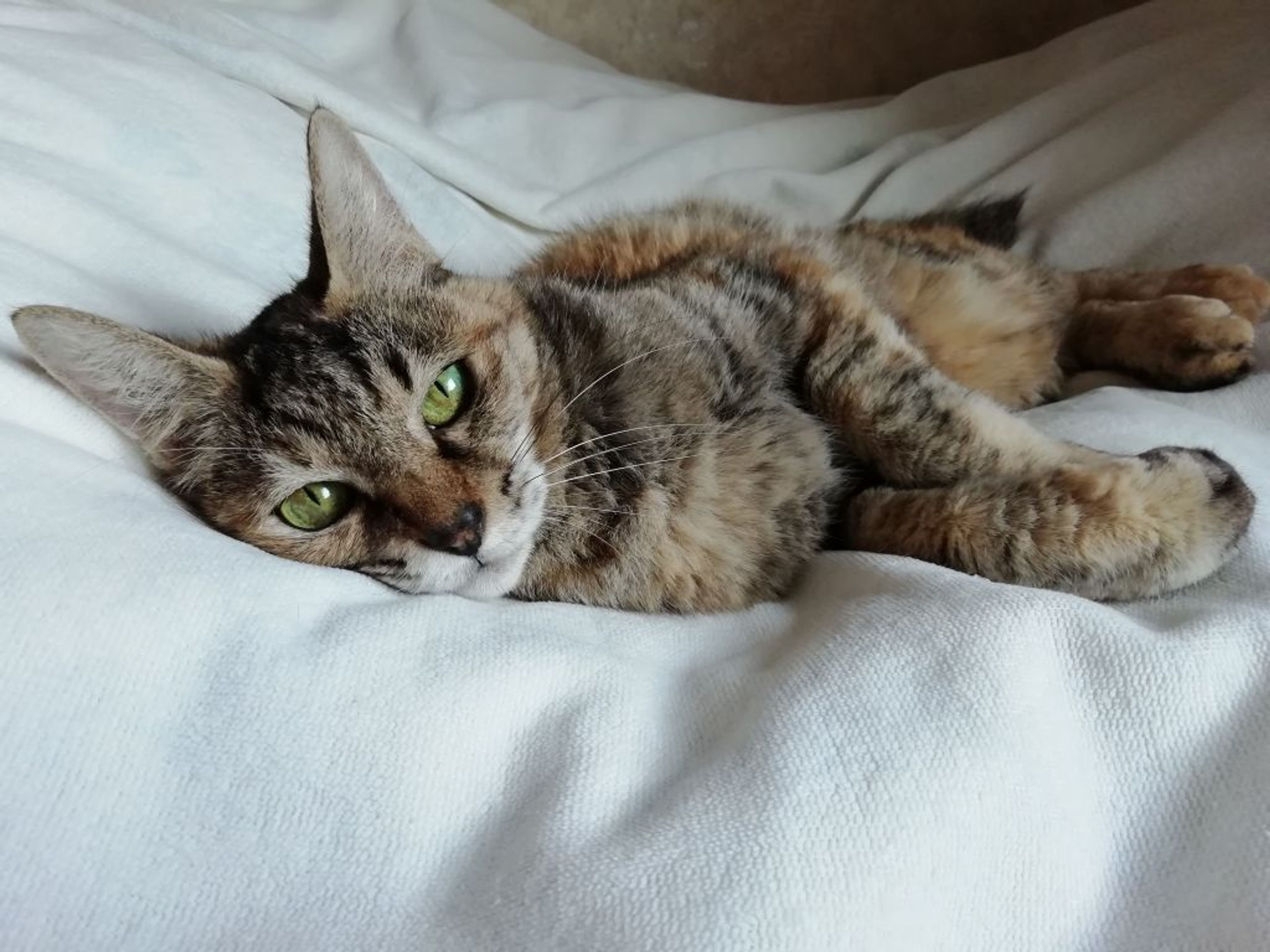pet-image-6