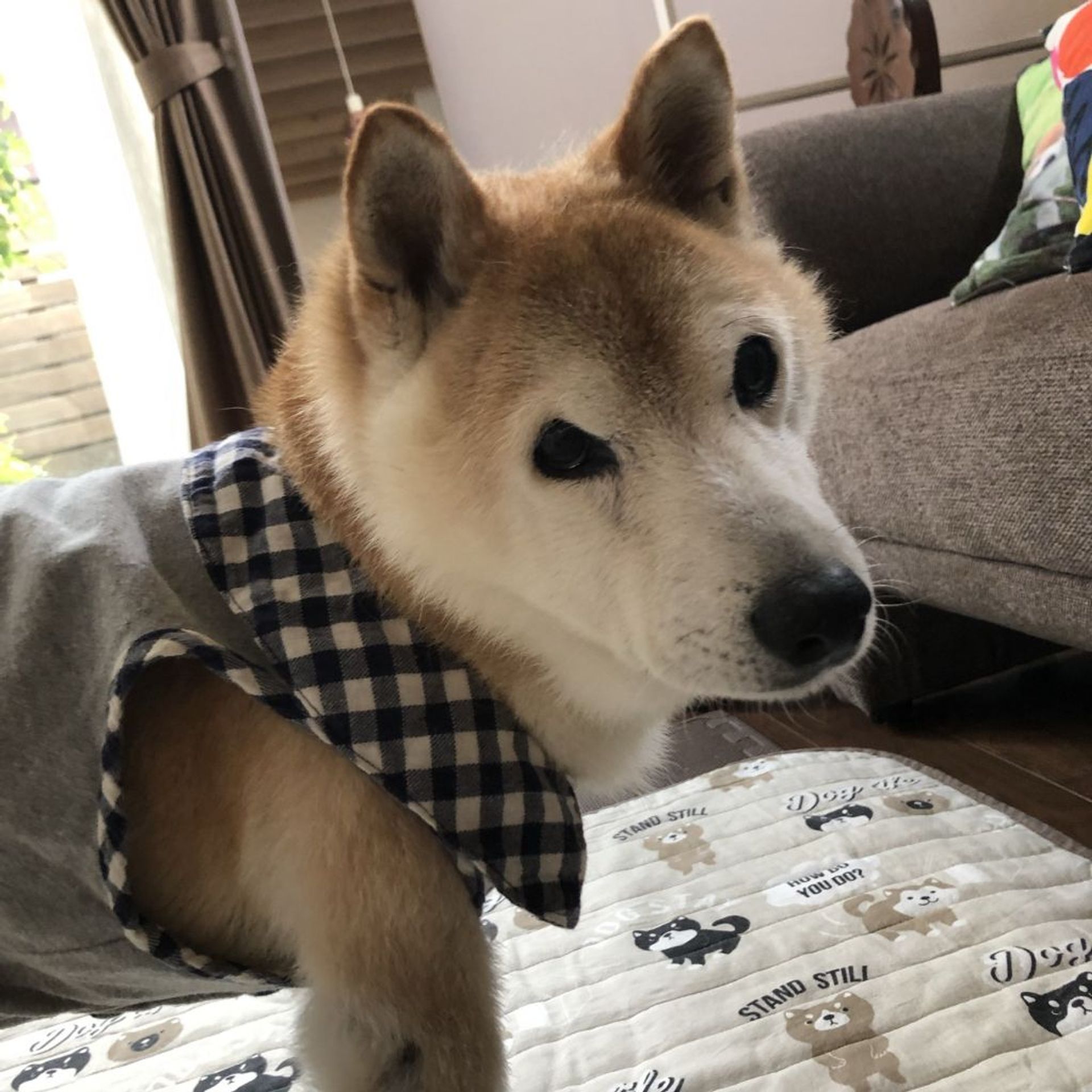 柴犬・オスの里親募集の写真