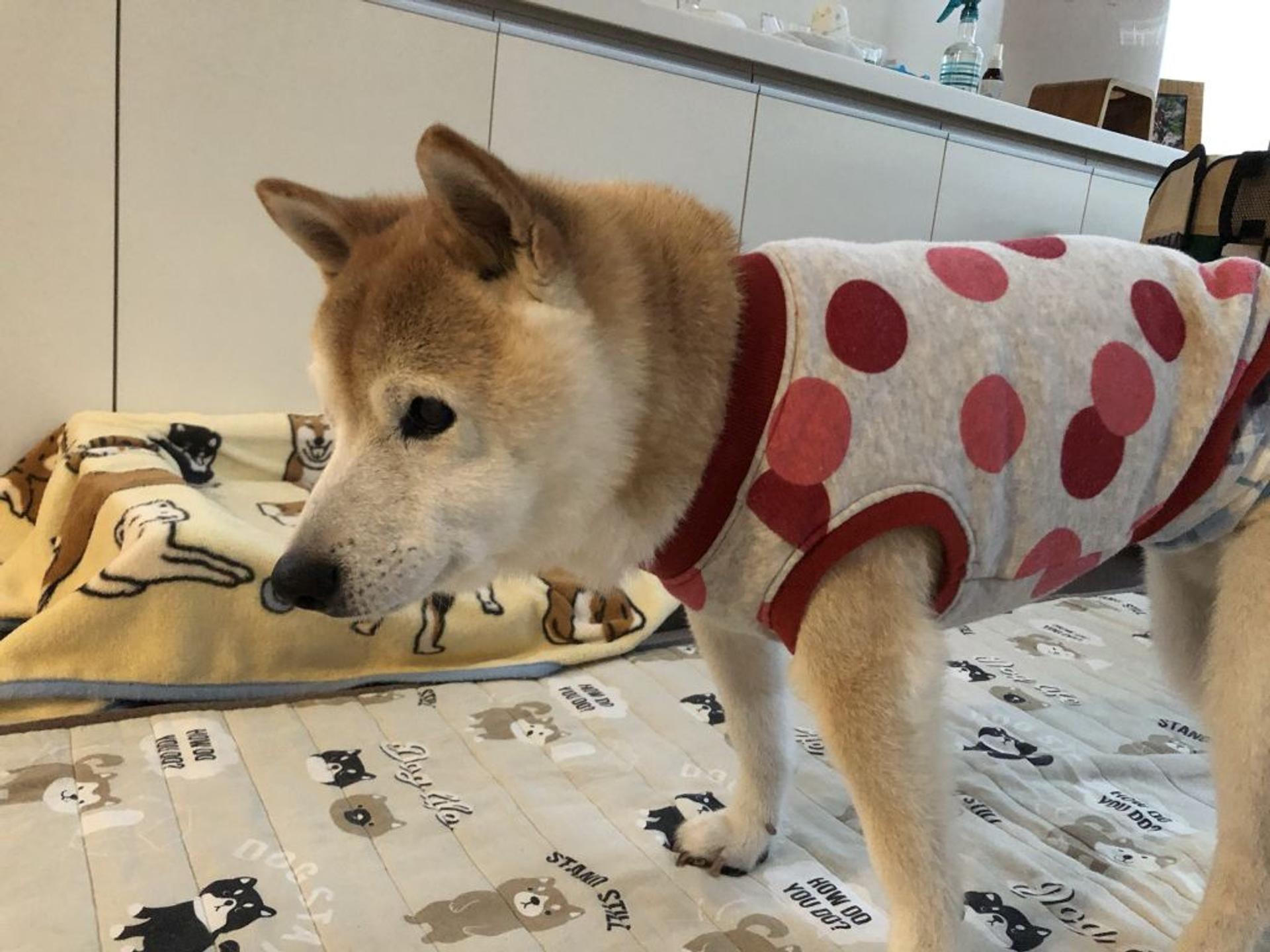 pet-image-3