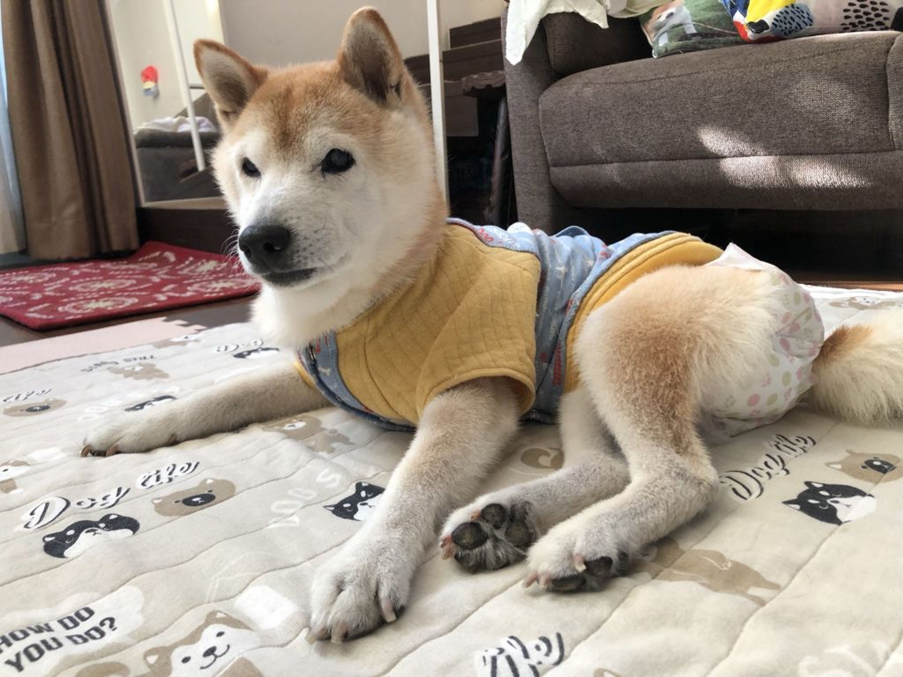 pet-image-4