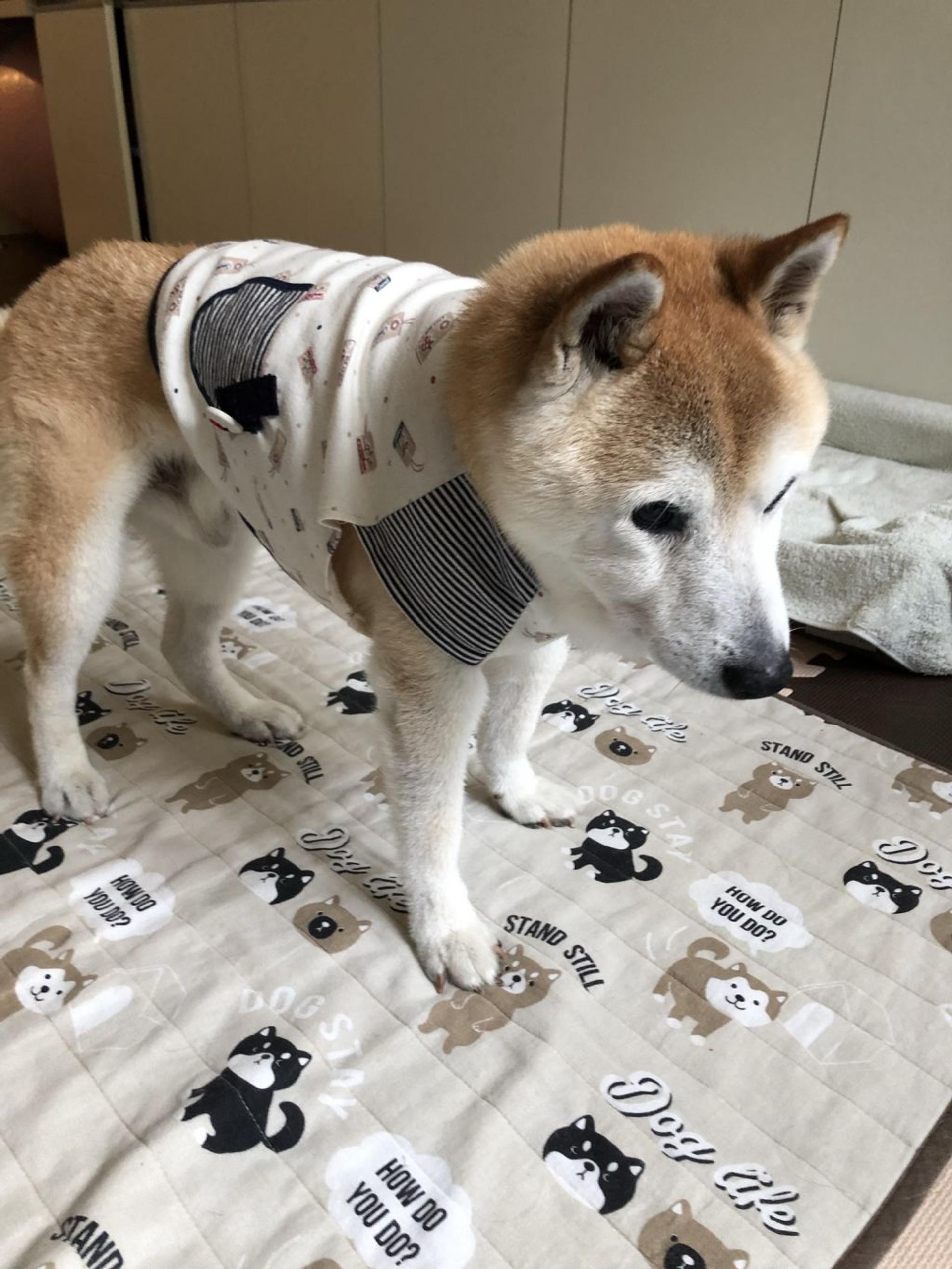 pet-image-6