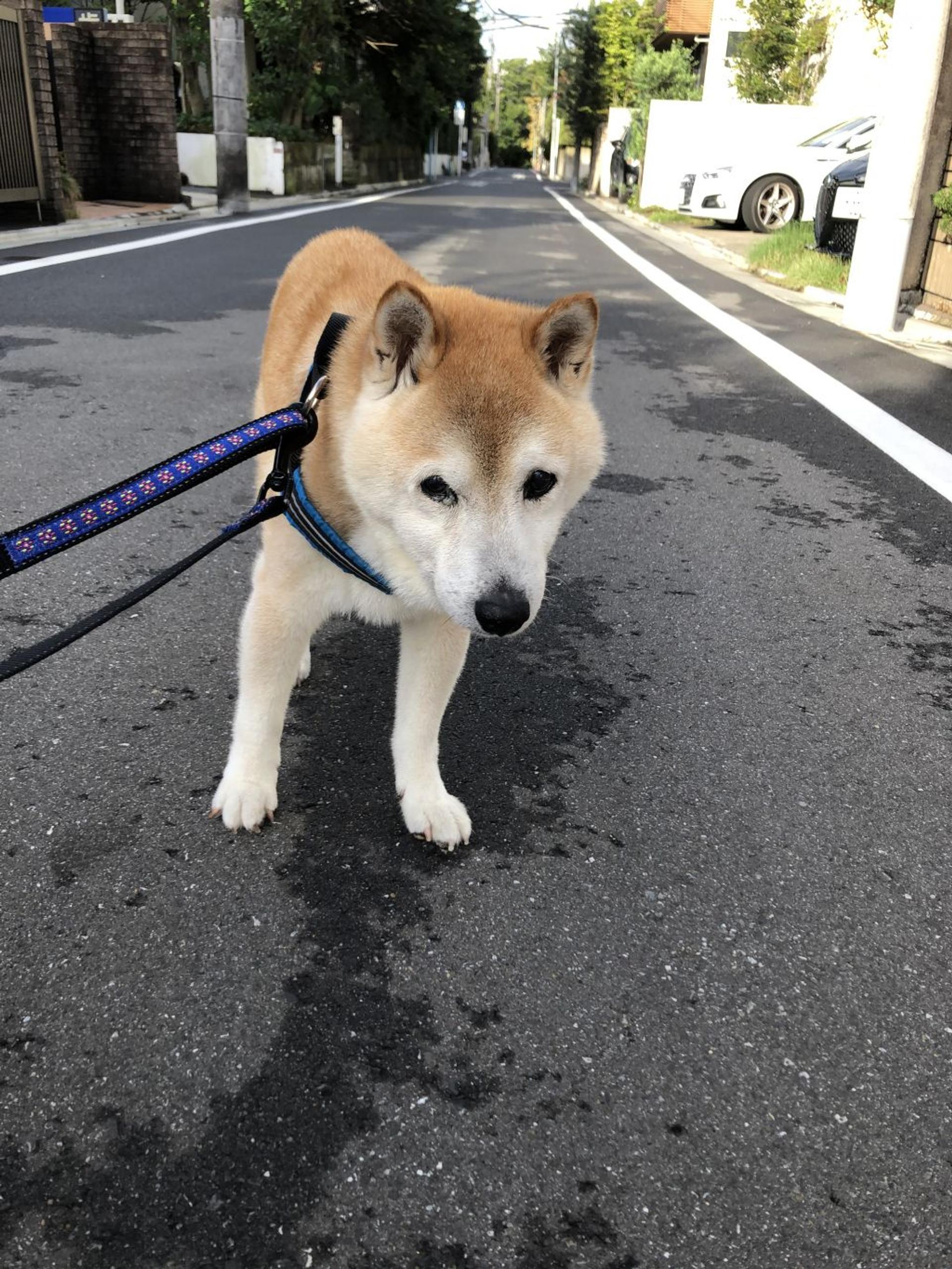 pet-image-7