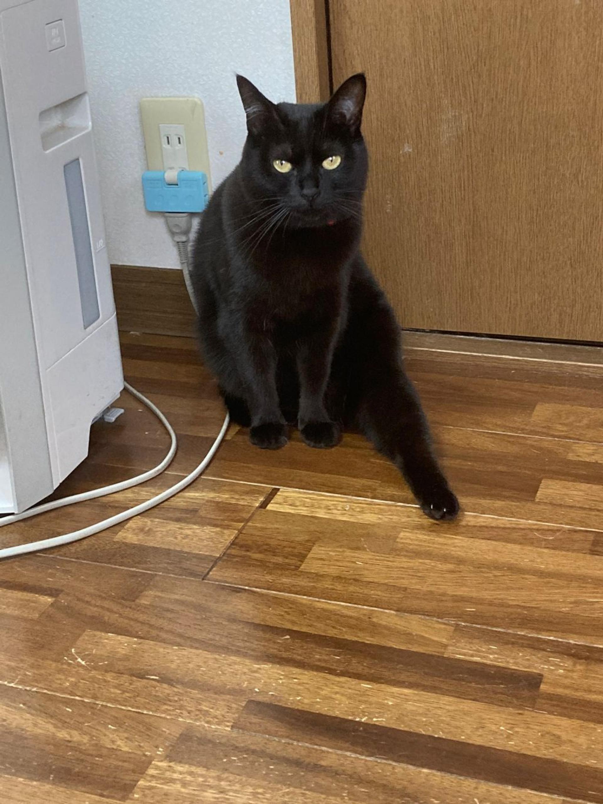 pet-image-2