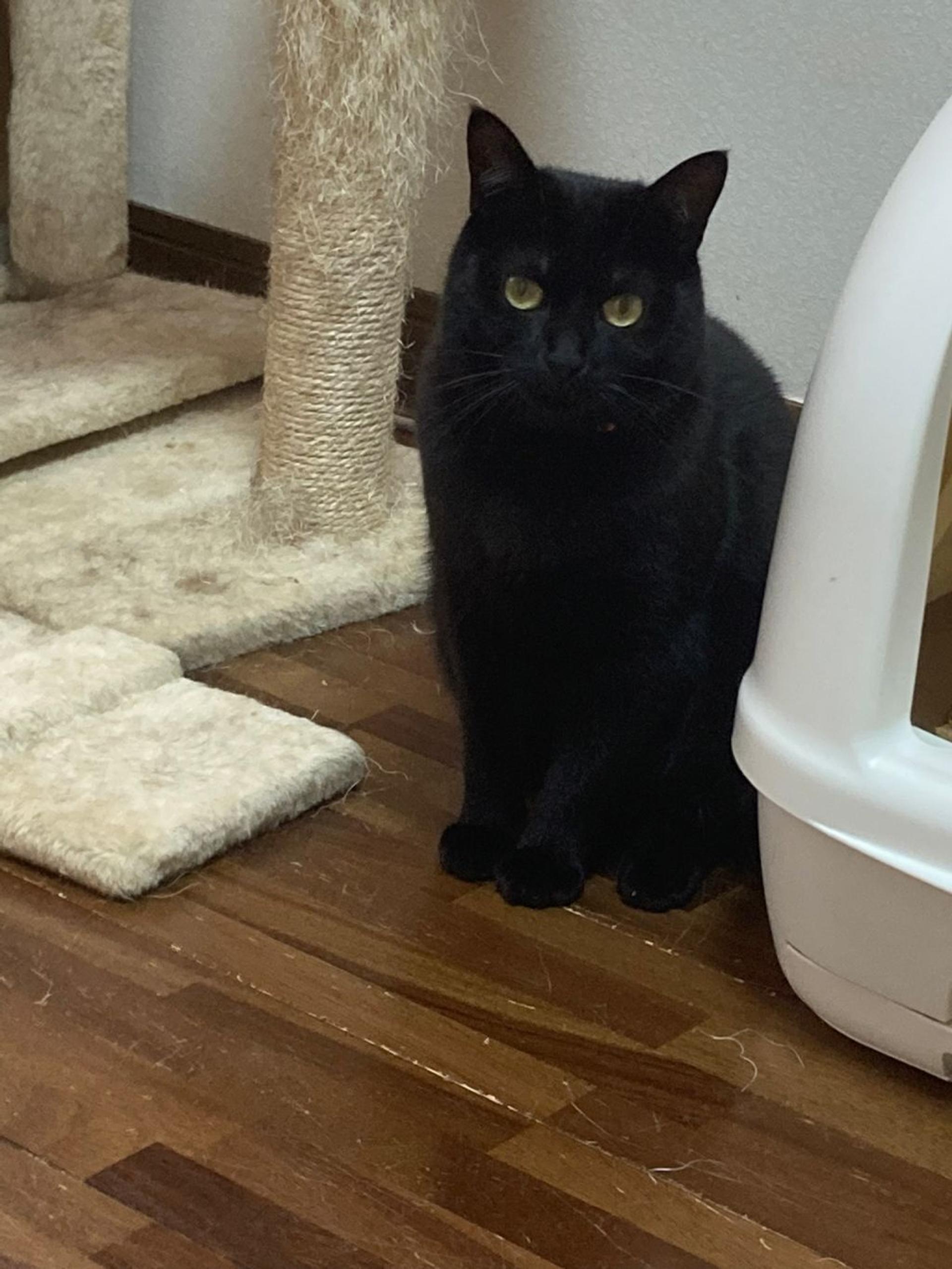 pet-image-3