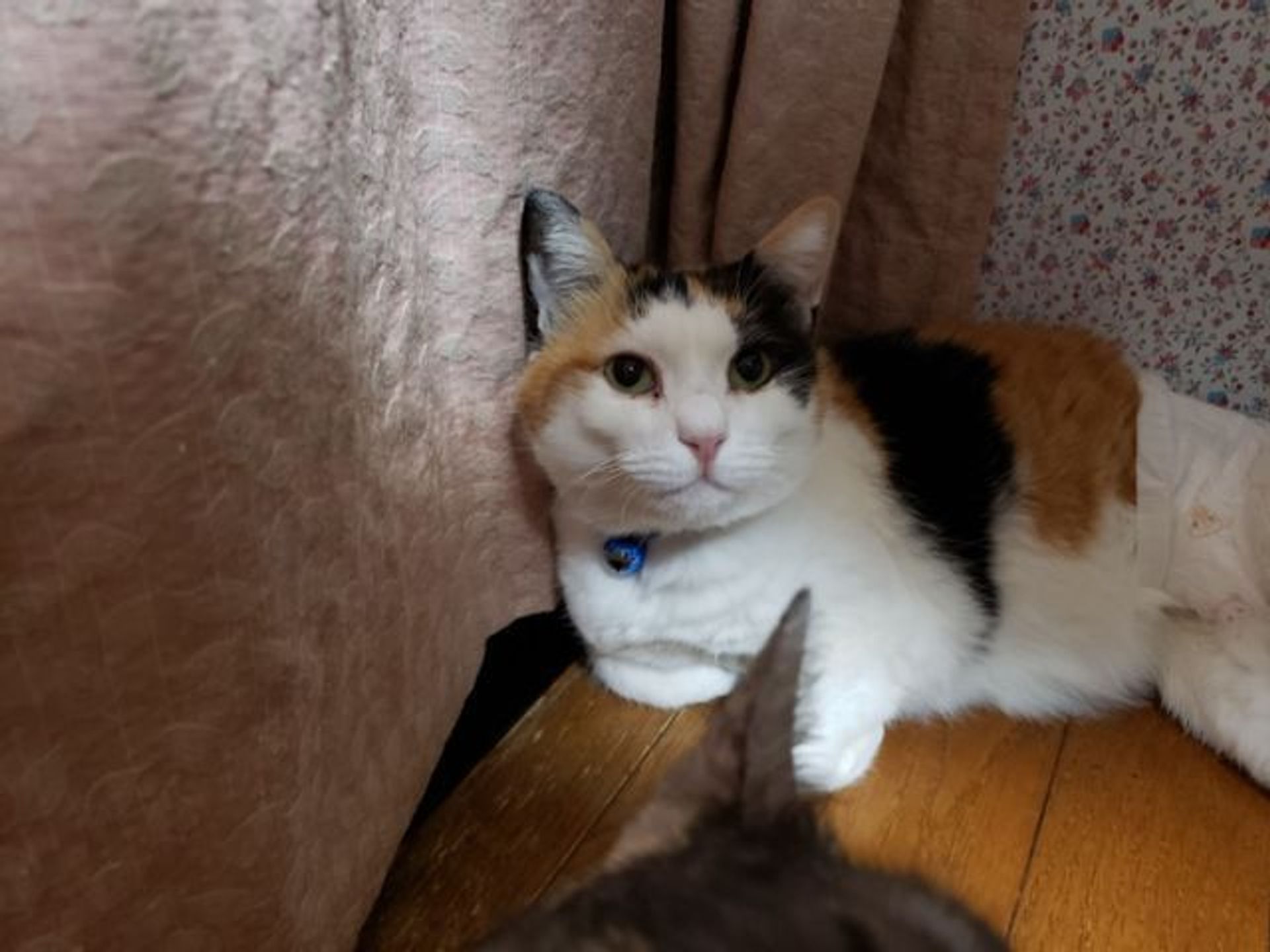雑種（ミックス猫）・メスの里親募集の写真