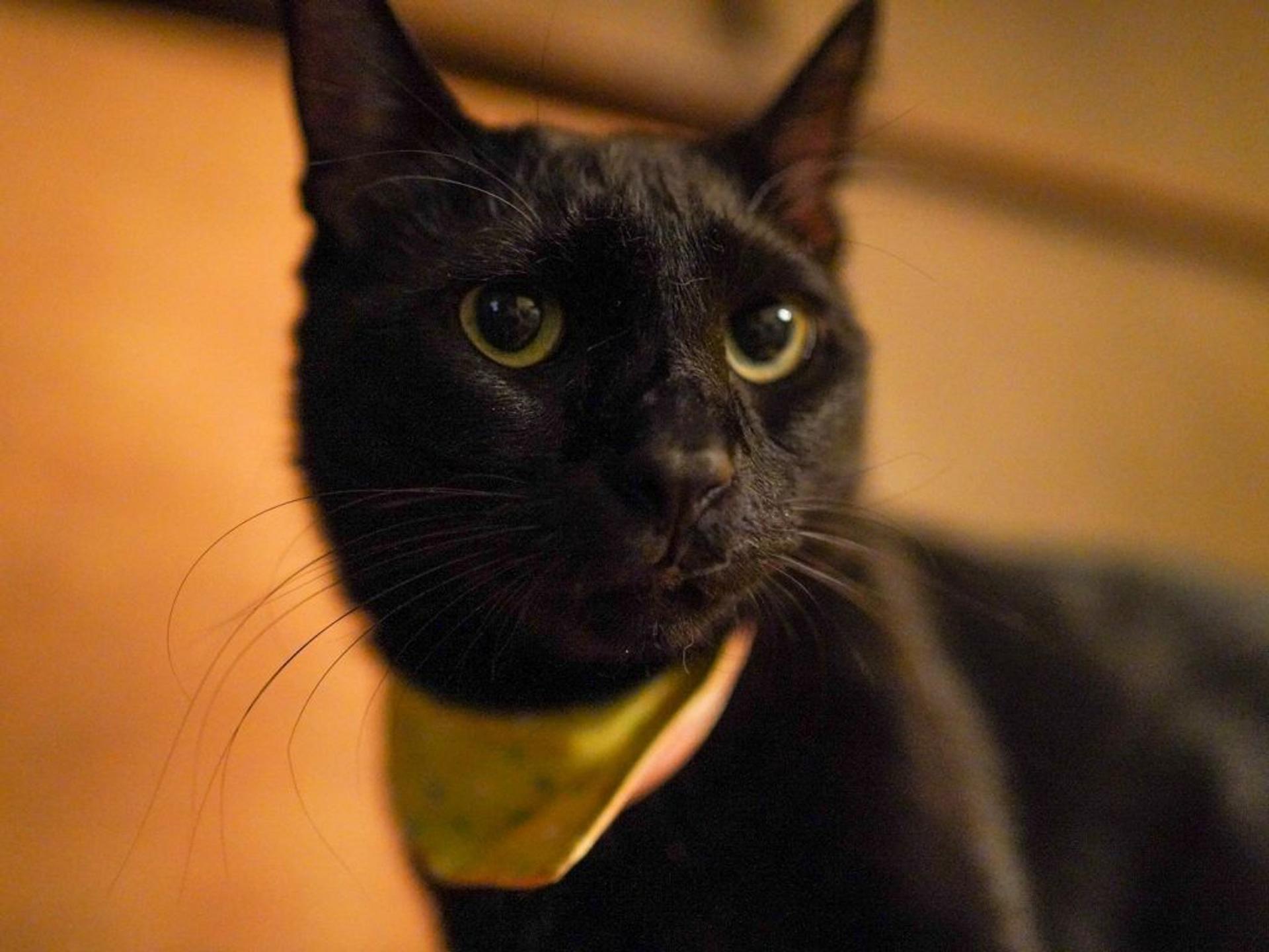pet-image-5