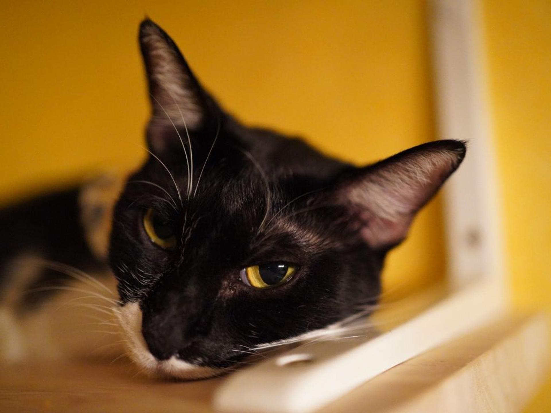 pet-image-8