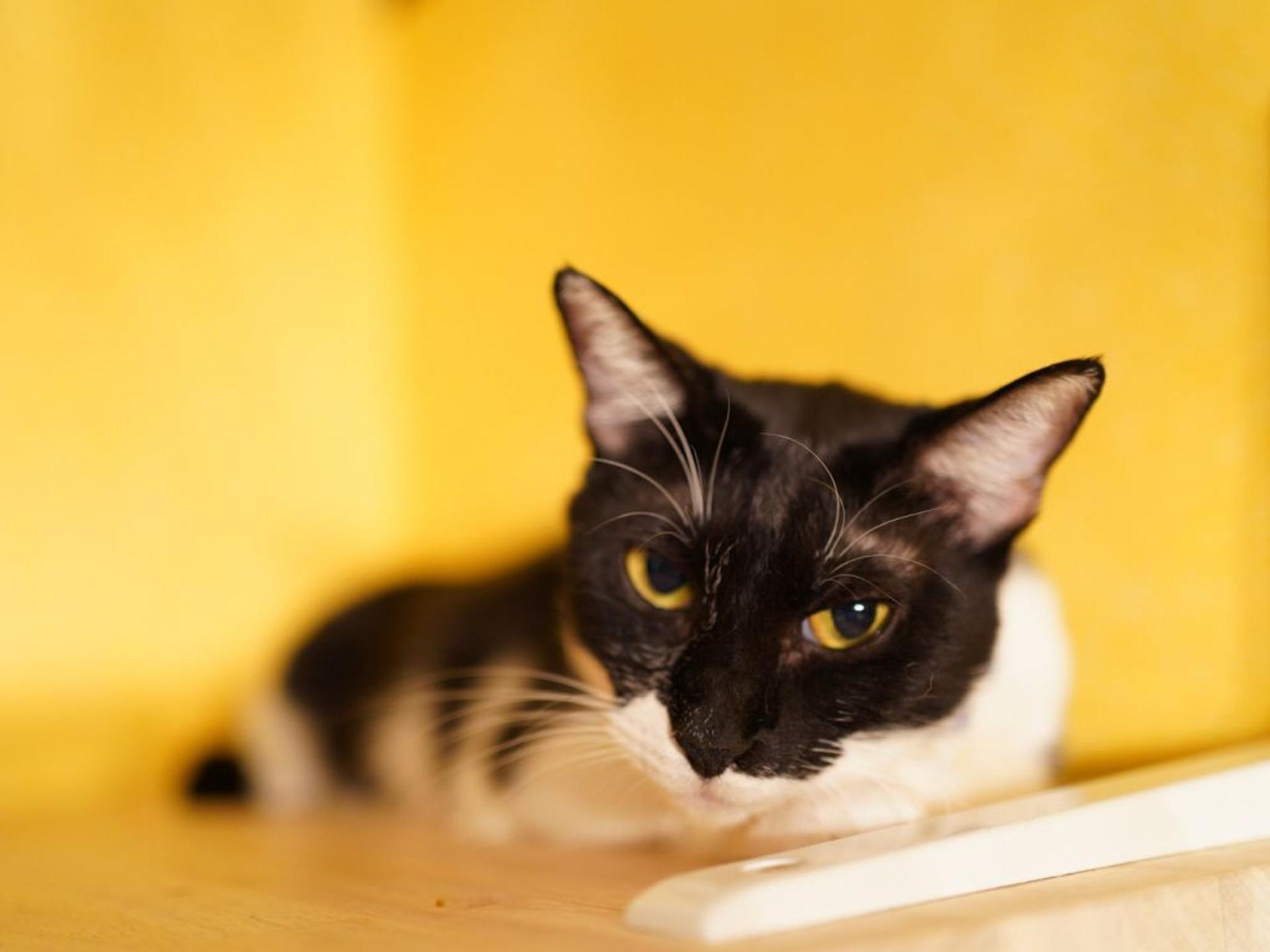 pet-image-10