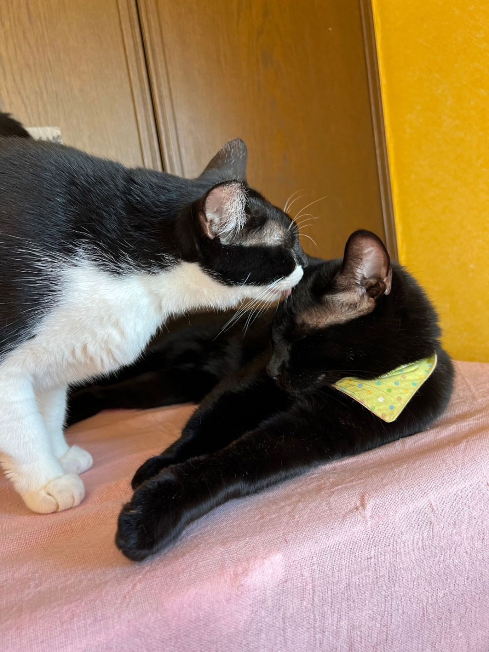 雑種（ミックス猫）・オスの里親募集の写真