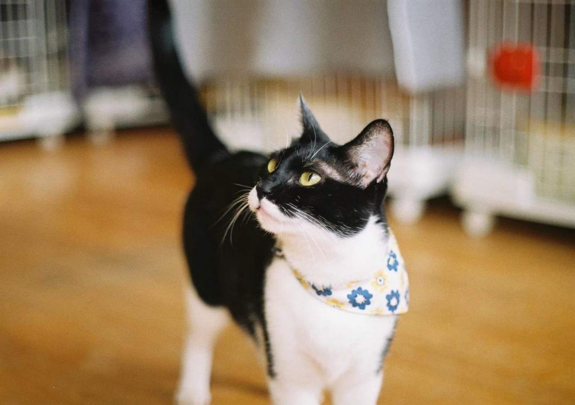 pet-image-6