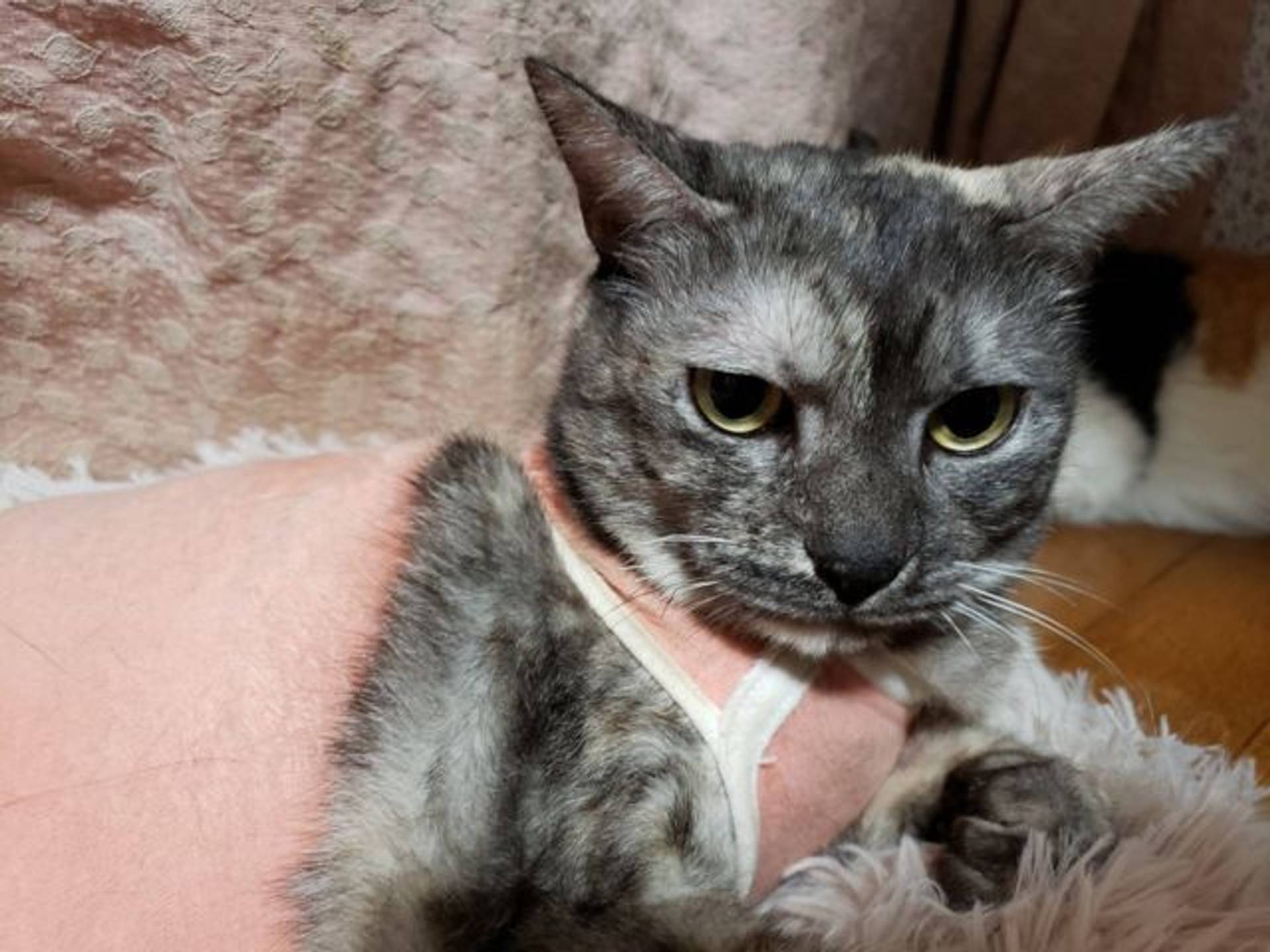 雑種（ミックス猫）・メスの里親募集の写真