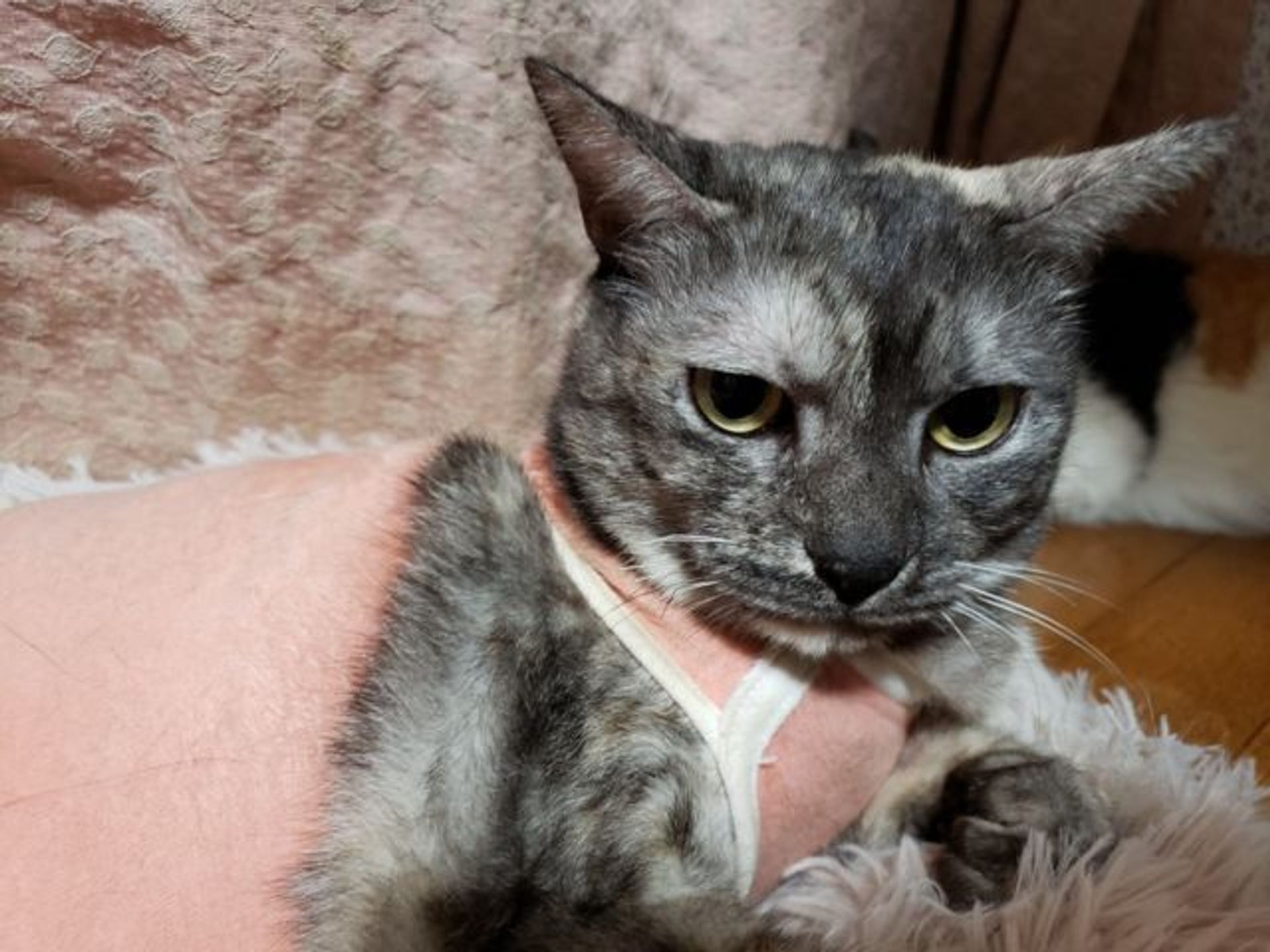 雑種（ミックス猫）・メスの里親募集の写真