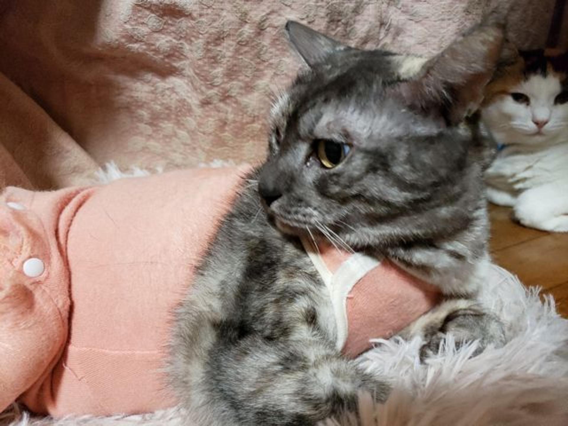 pet-image-2