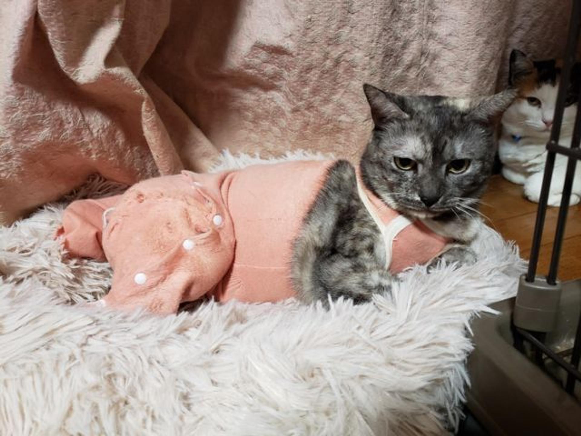 pet-image-3