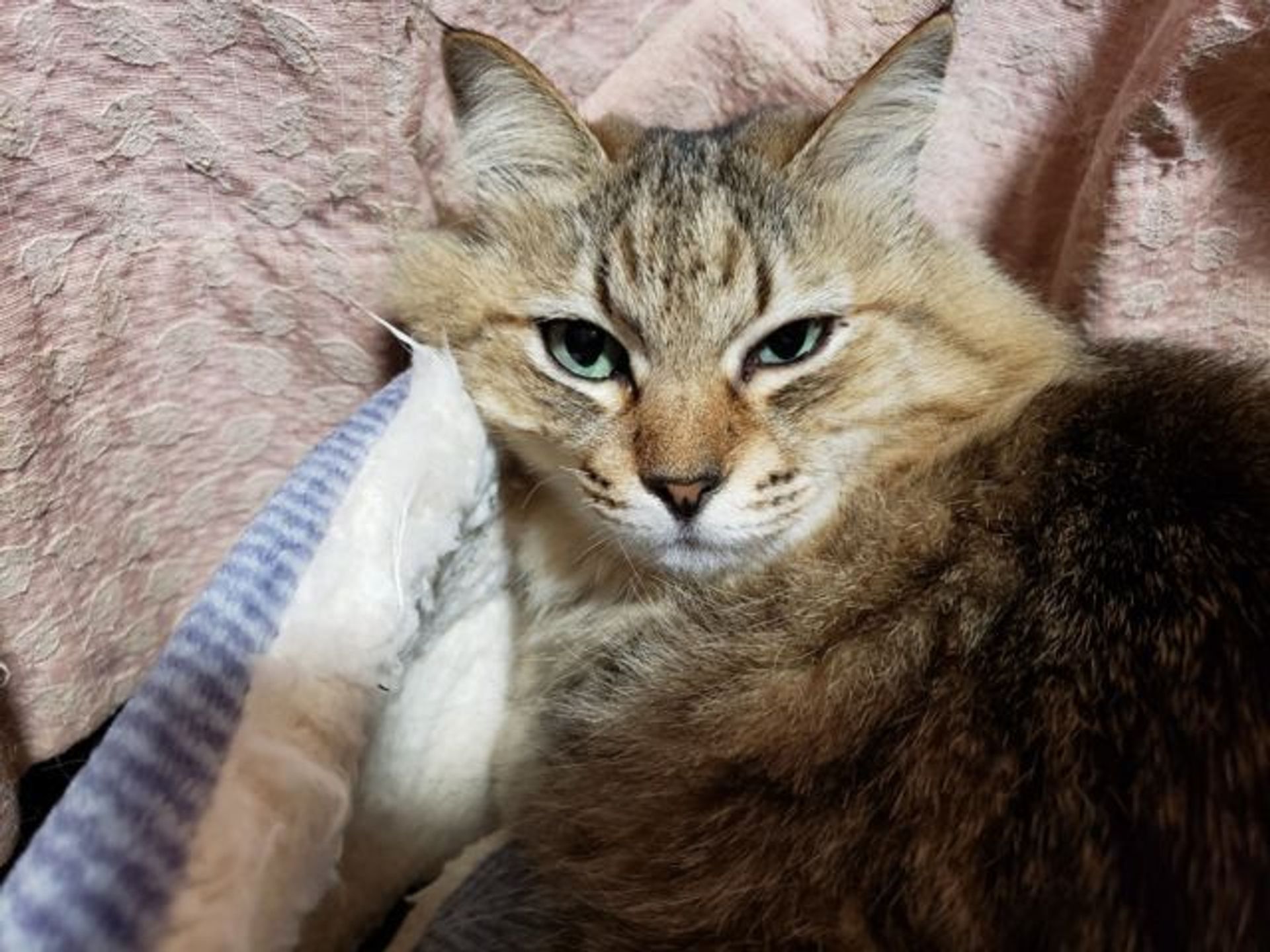 雑種（ミックス猫）・メスの里親募集の写真