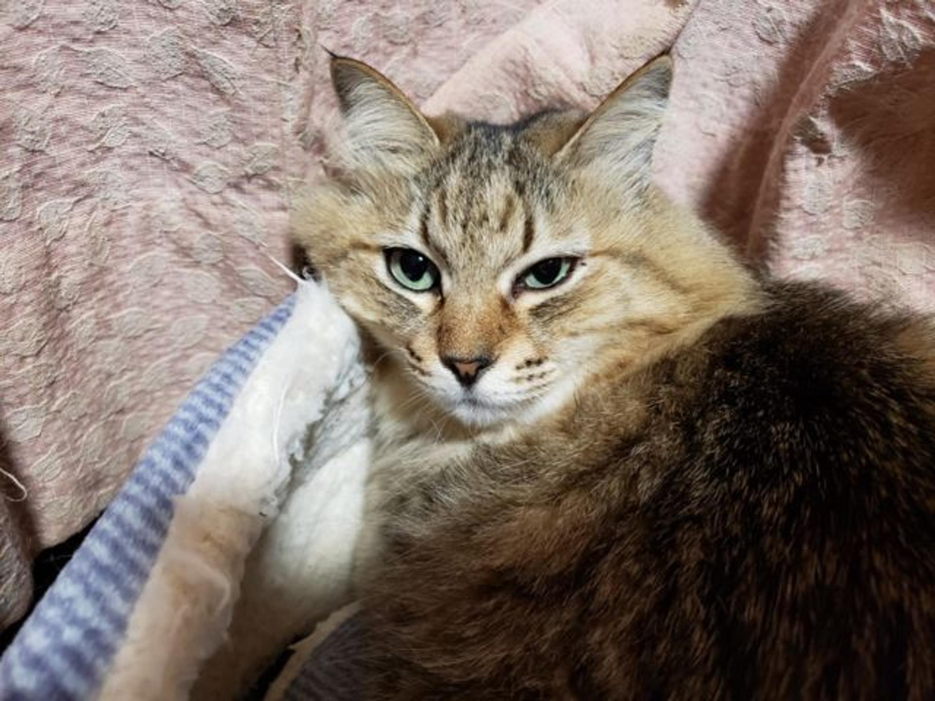 pet-image-3