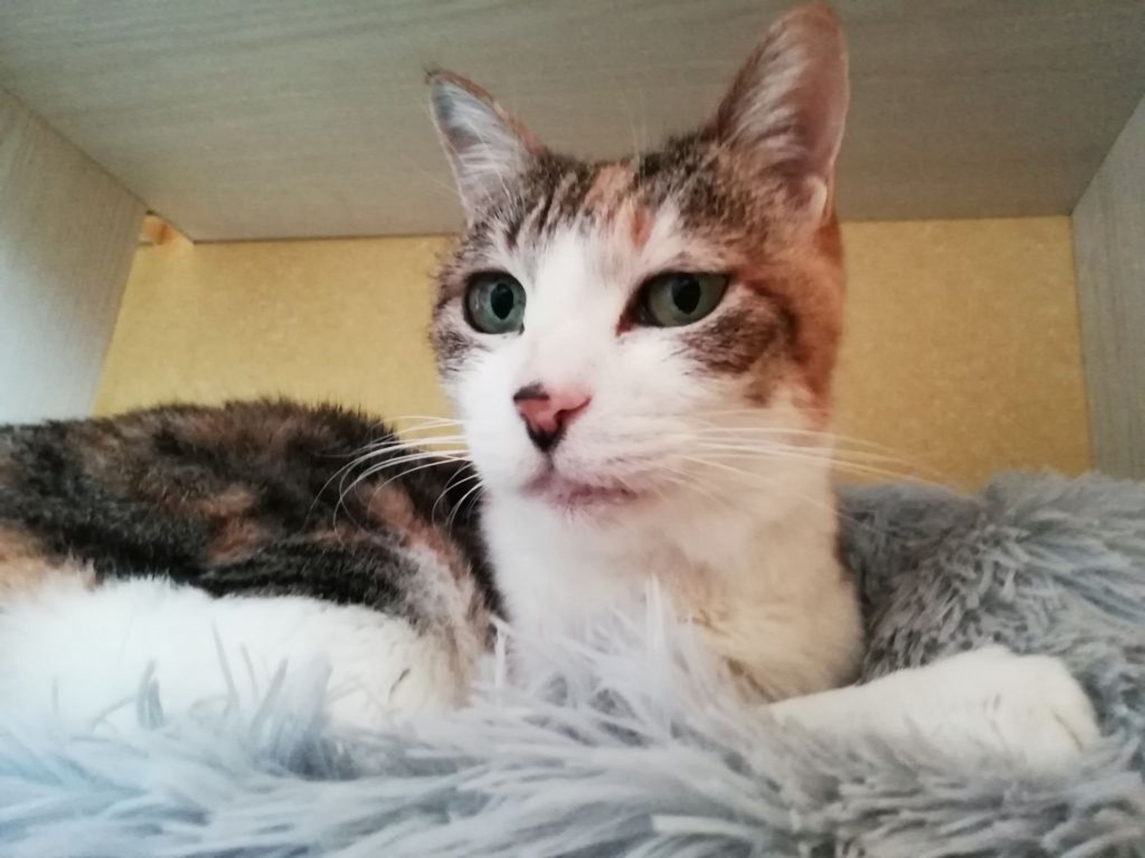 雑種（ミックス猫）・メスの里親募集の写真