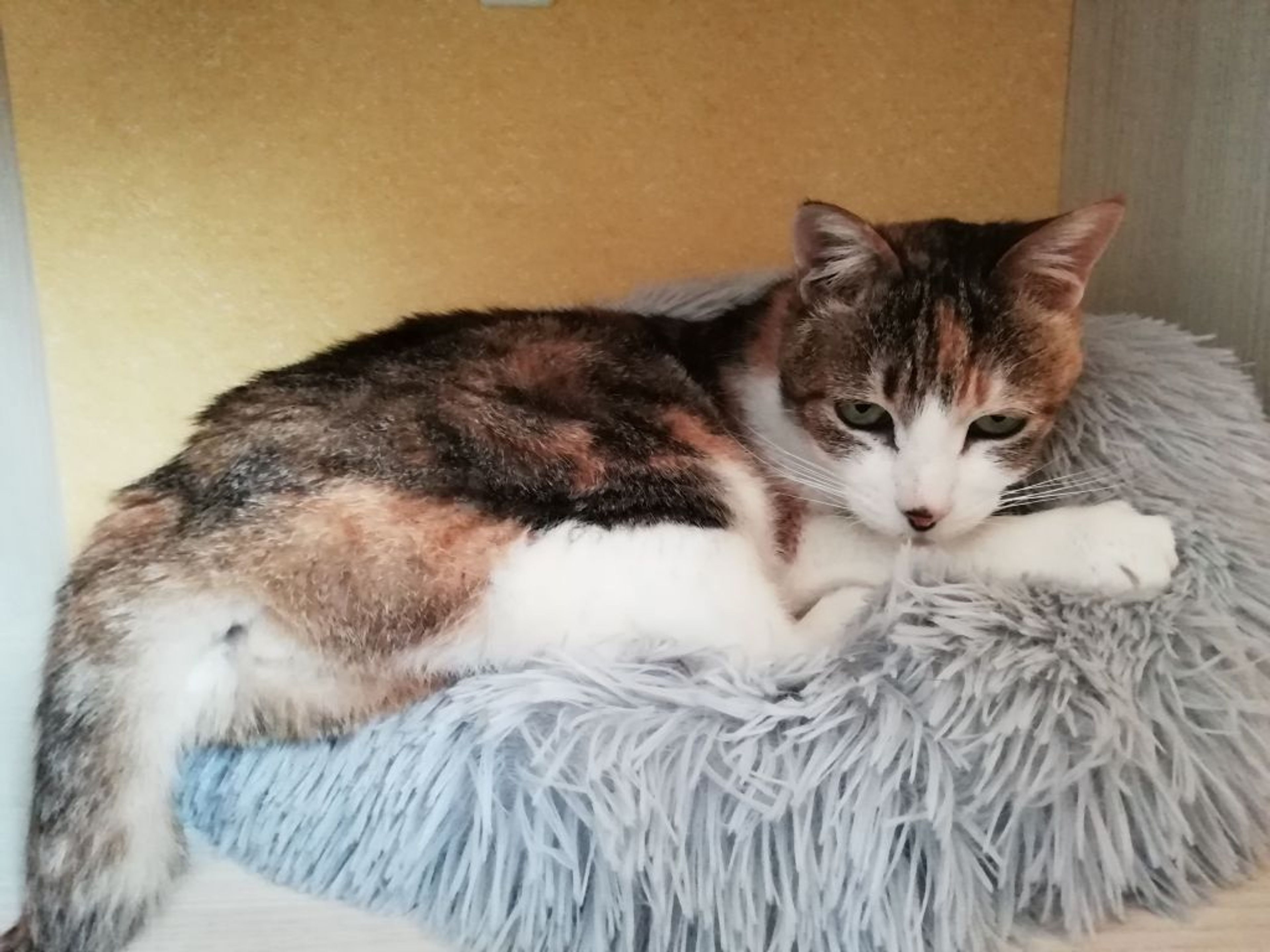 pet-image-2