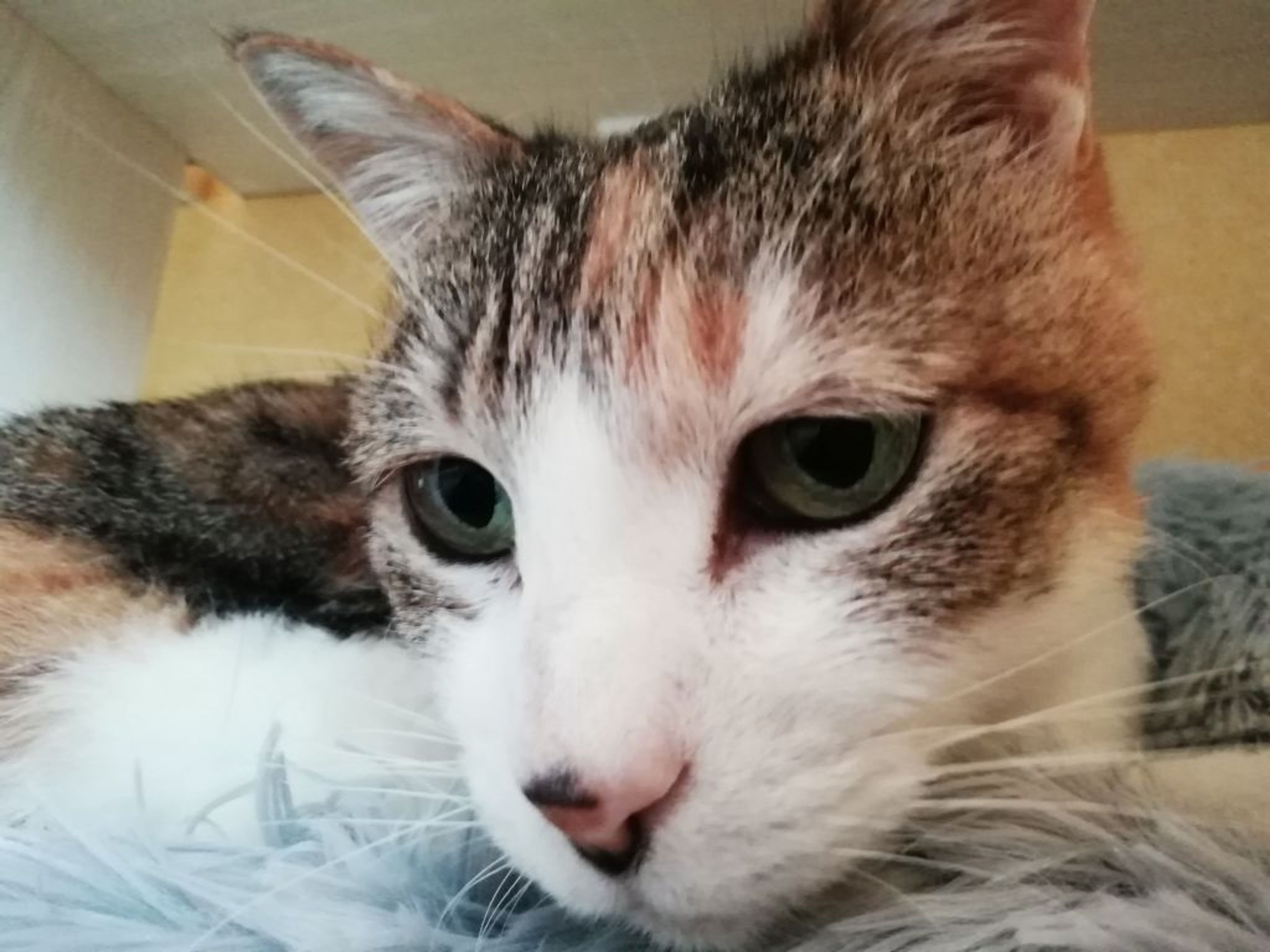 pet-image-3