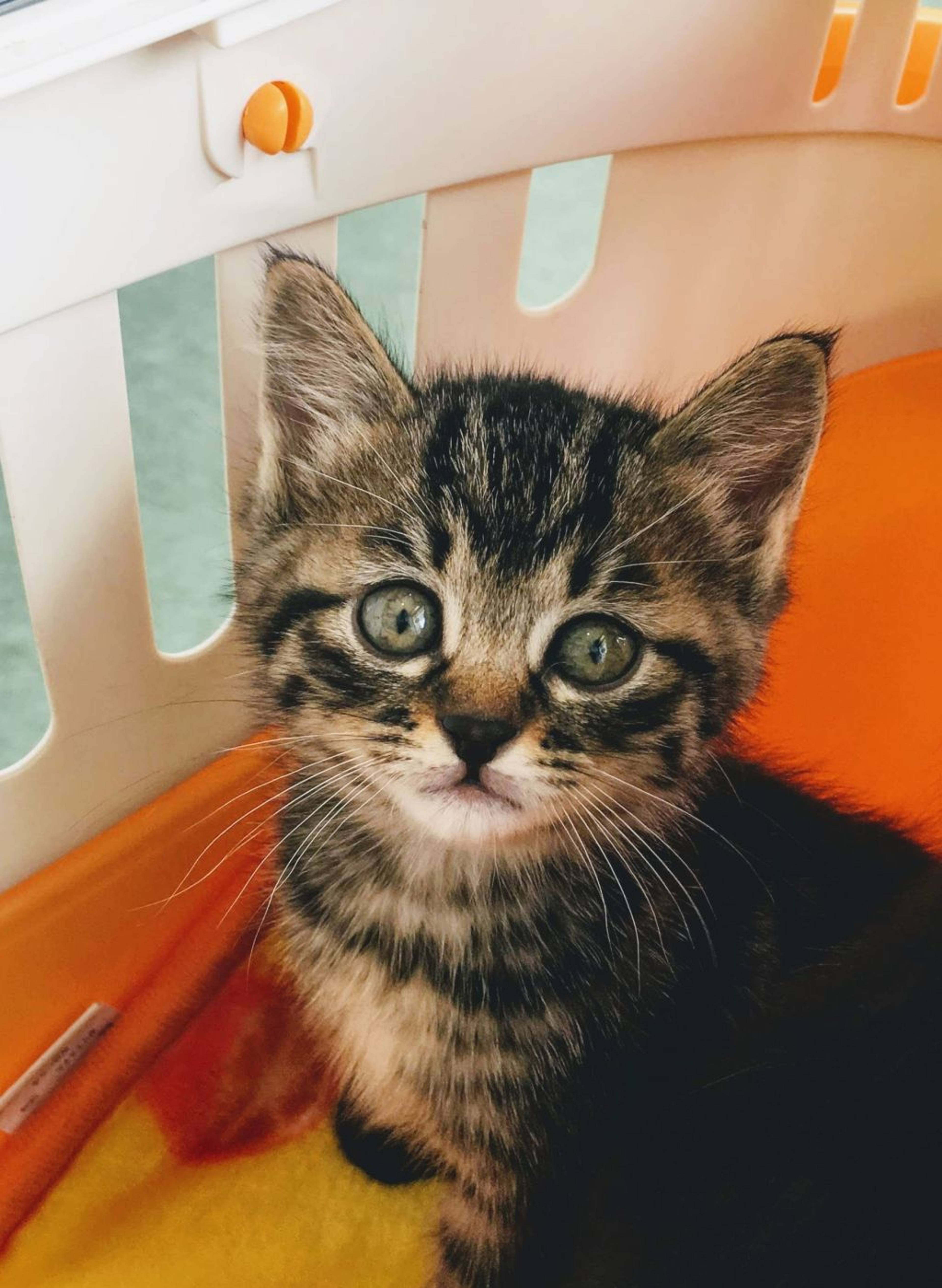 雑種（ミックス猫）・メスの里親募集の写真