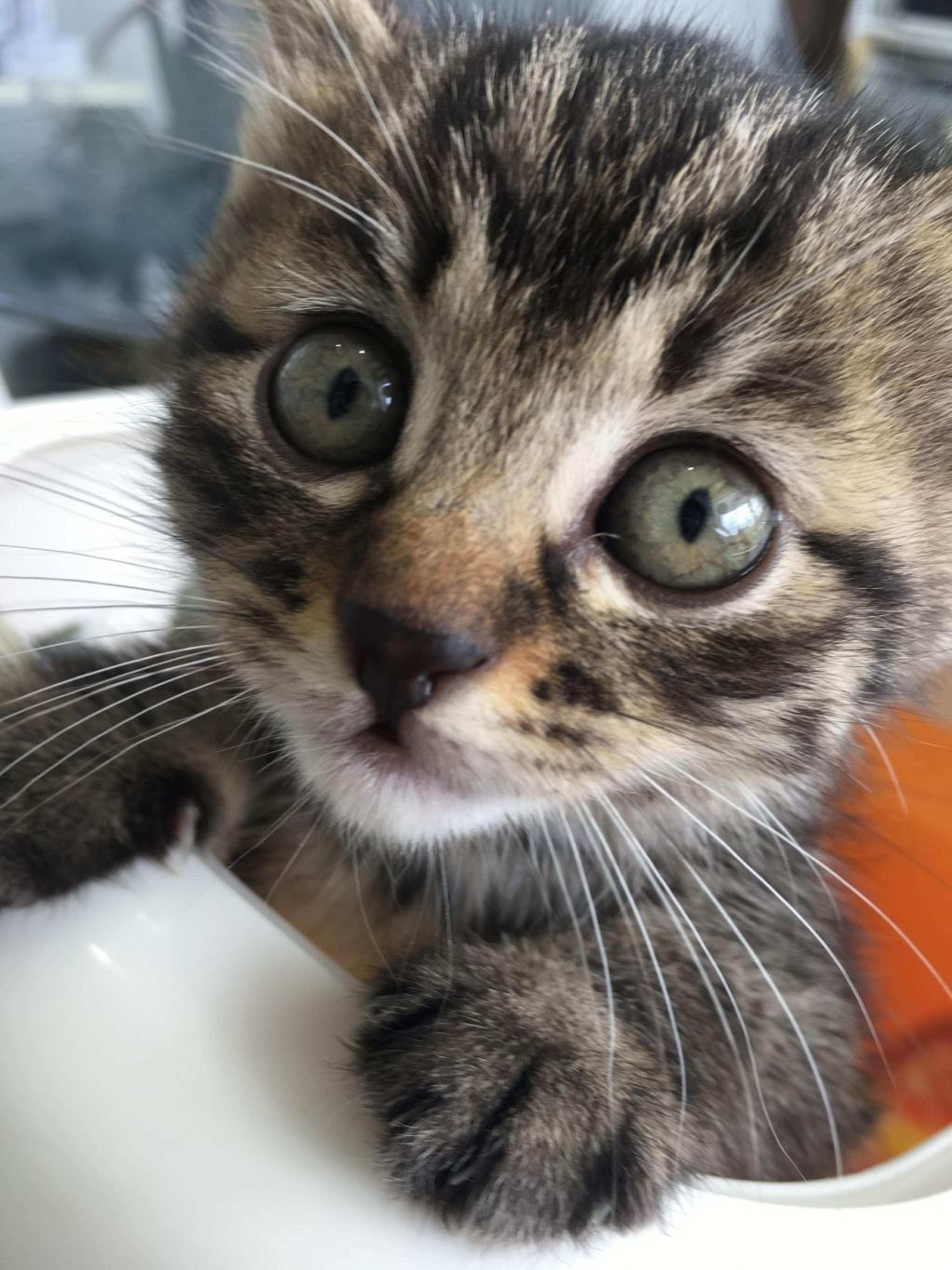 pet-image-2