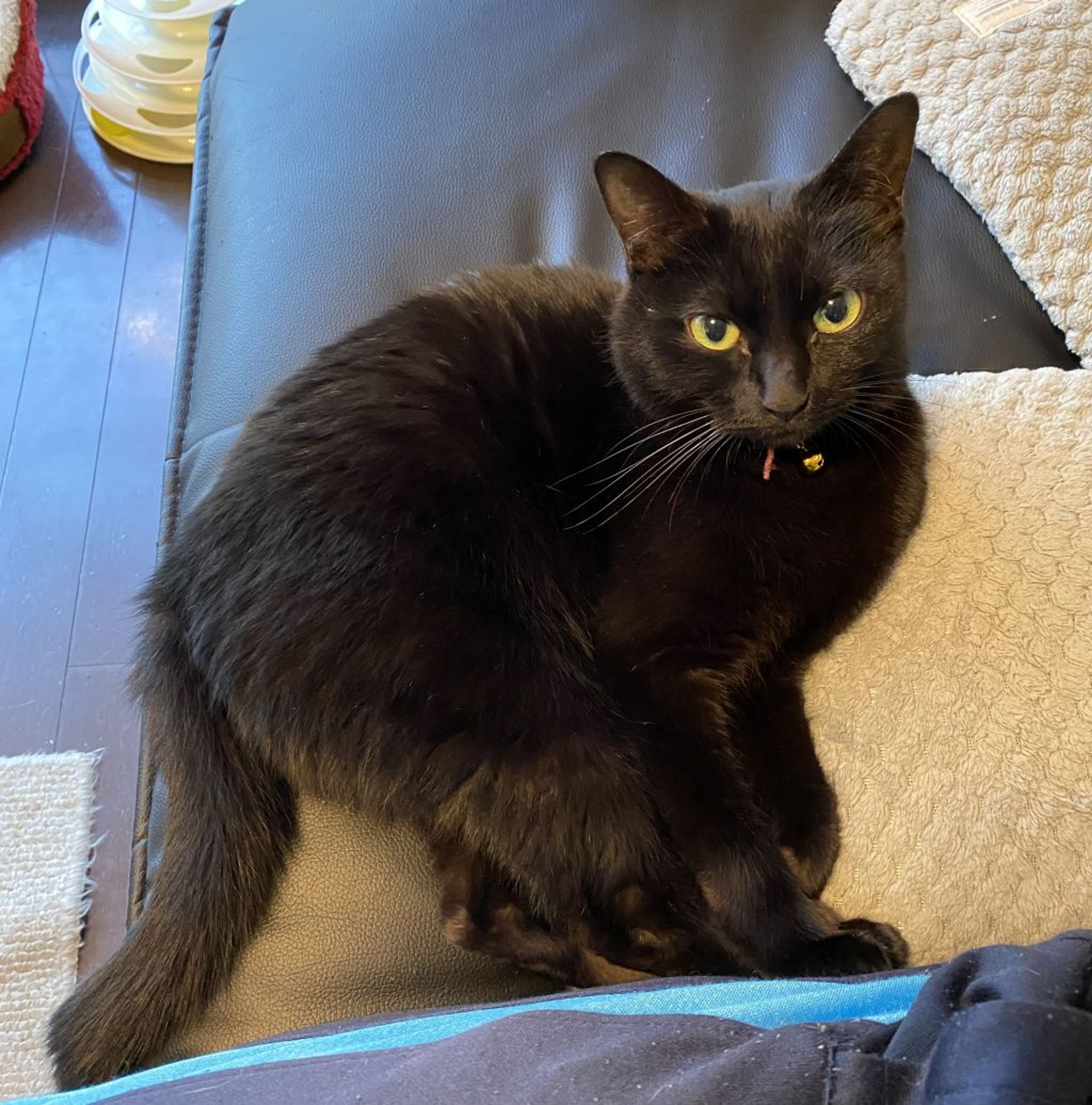 pet-image-3