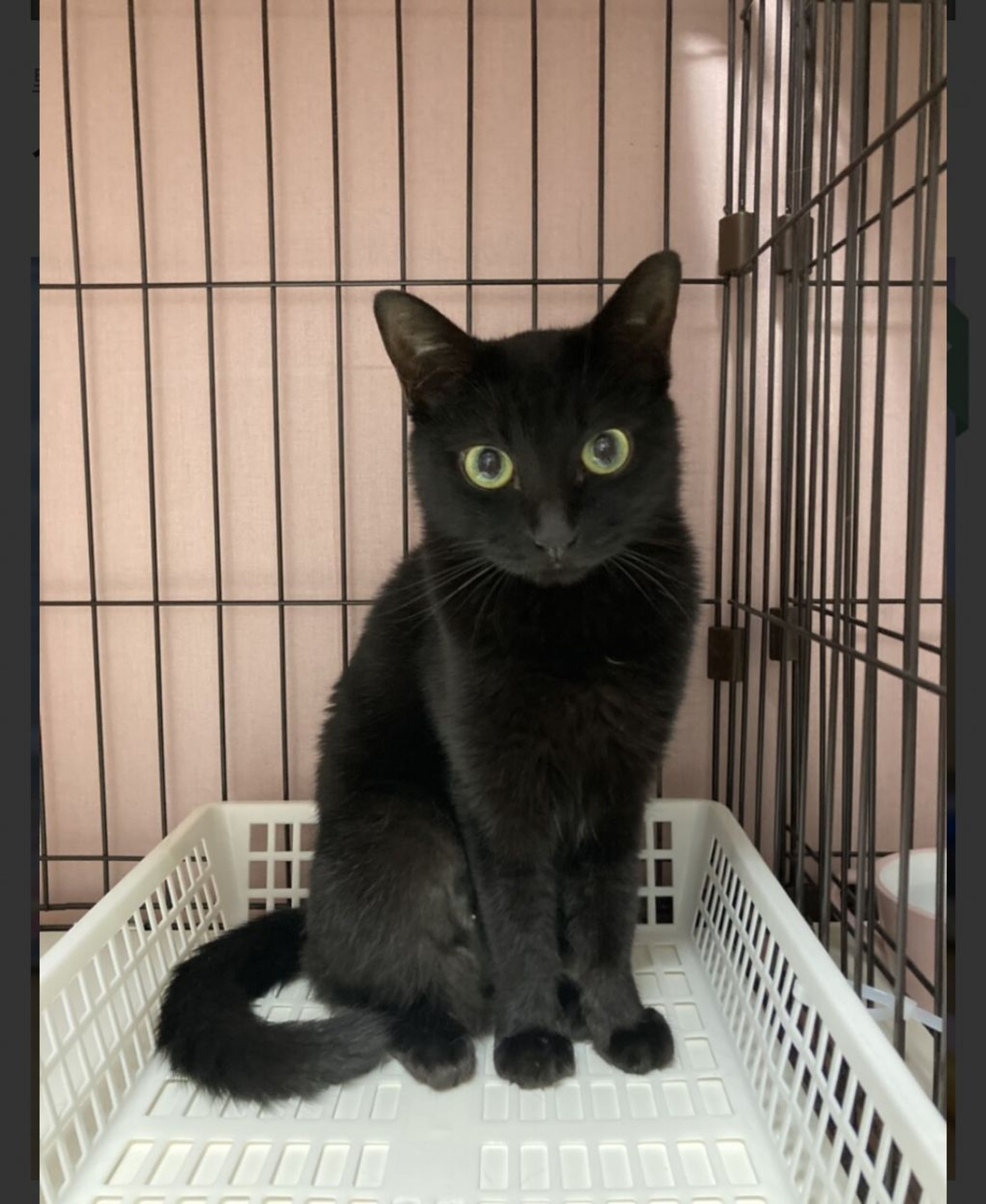 pet-image-5