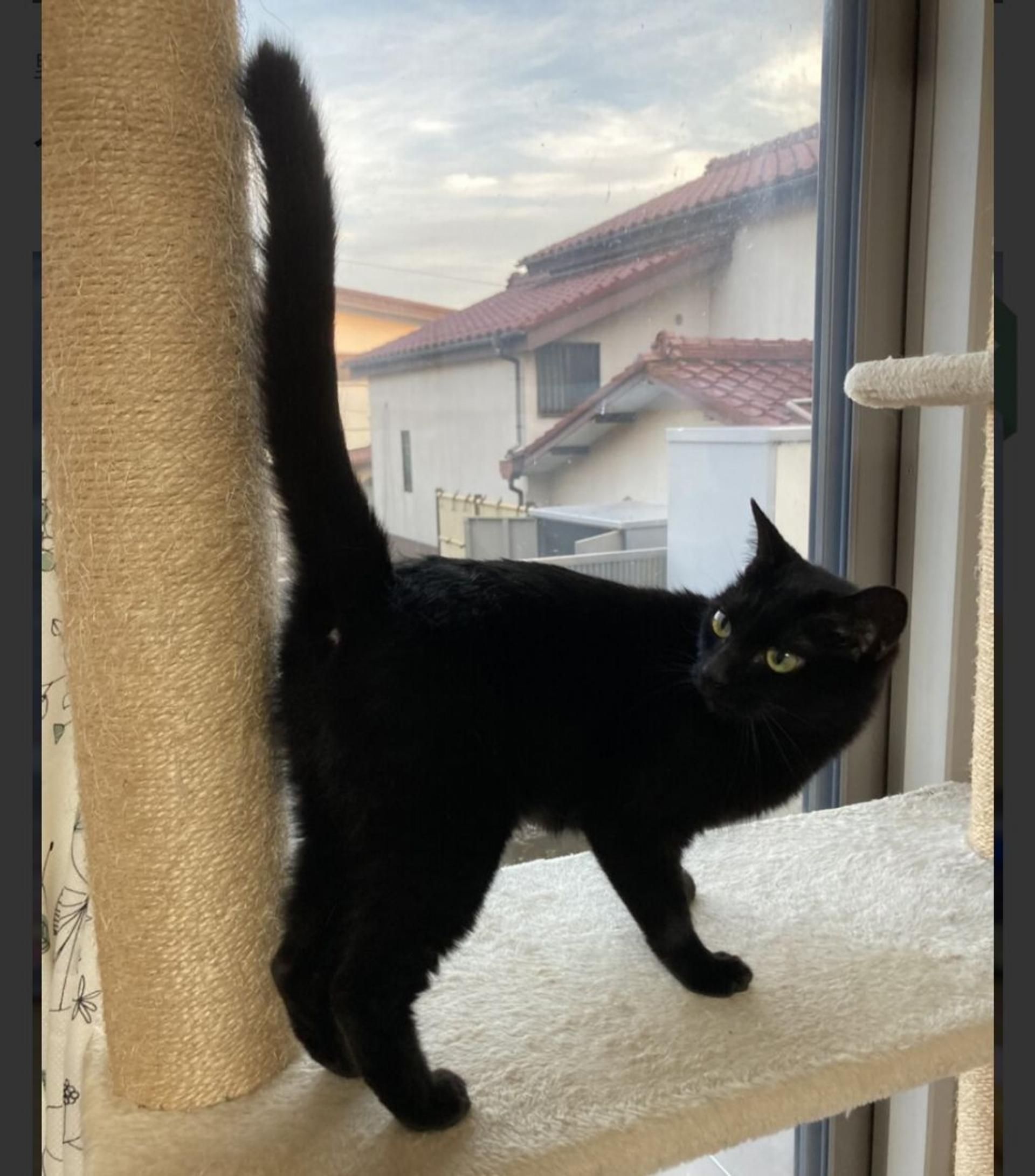 pet-image-6
