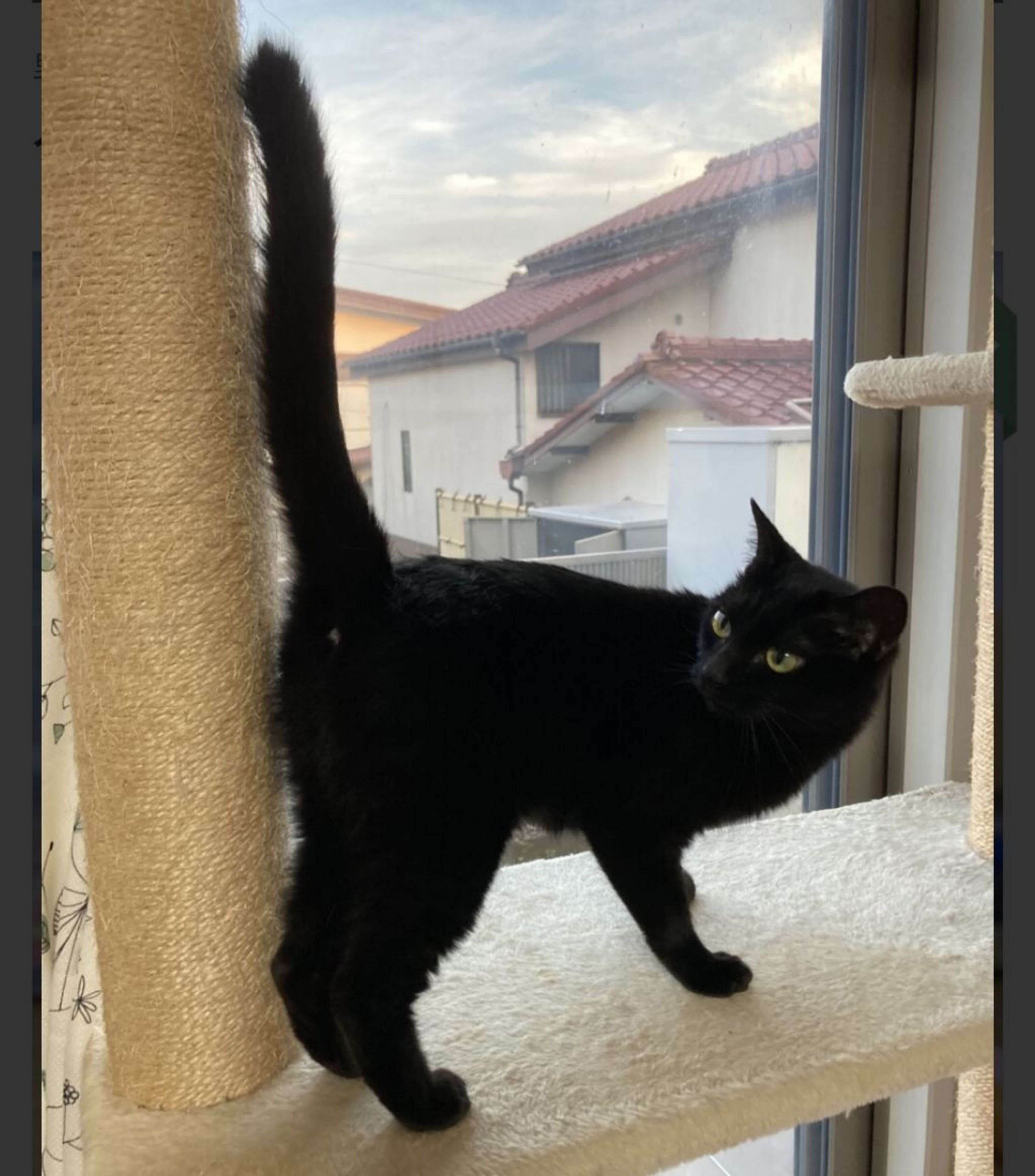 pet-image-6