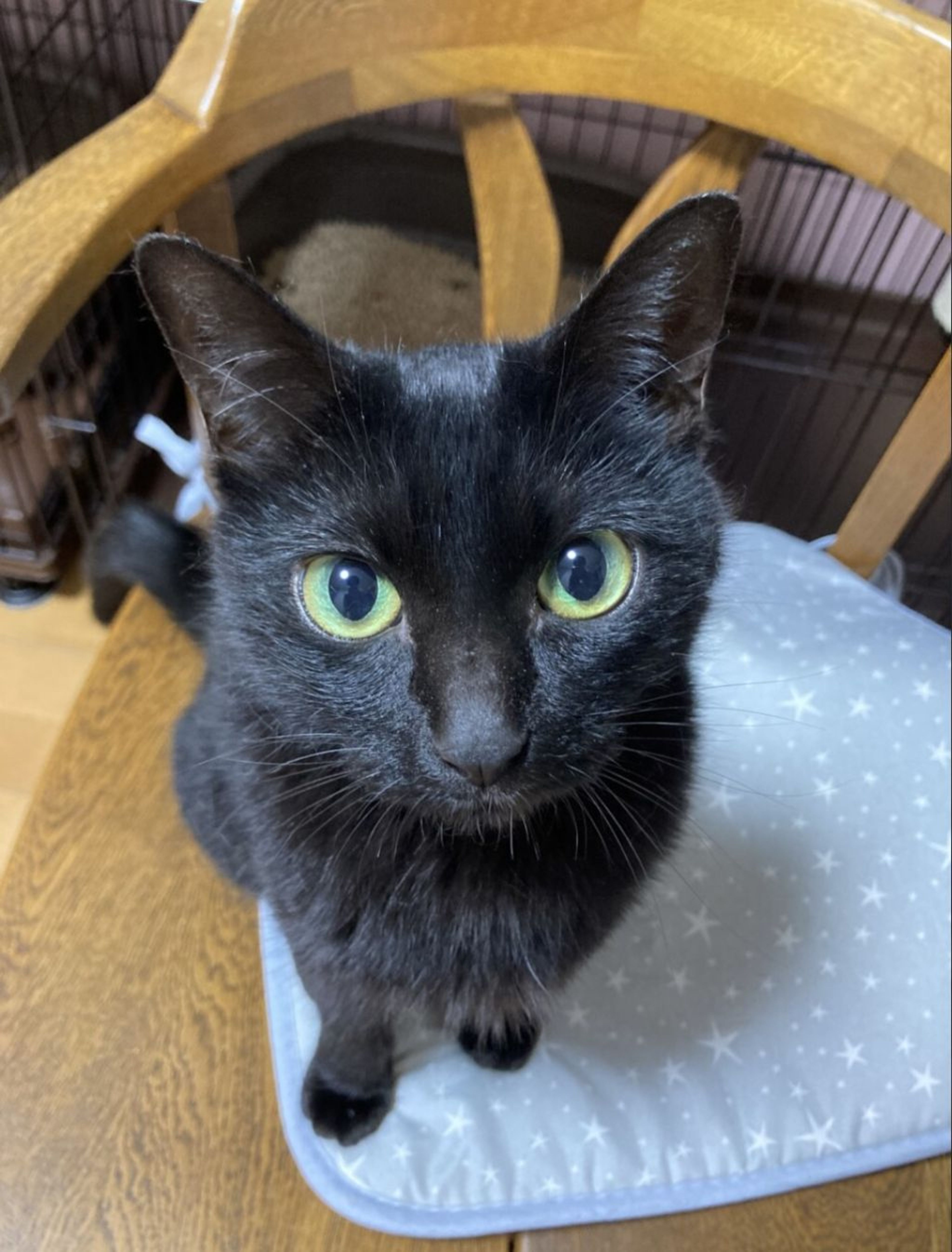 pet-image-7