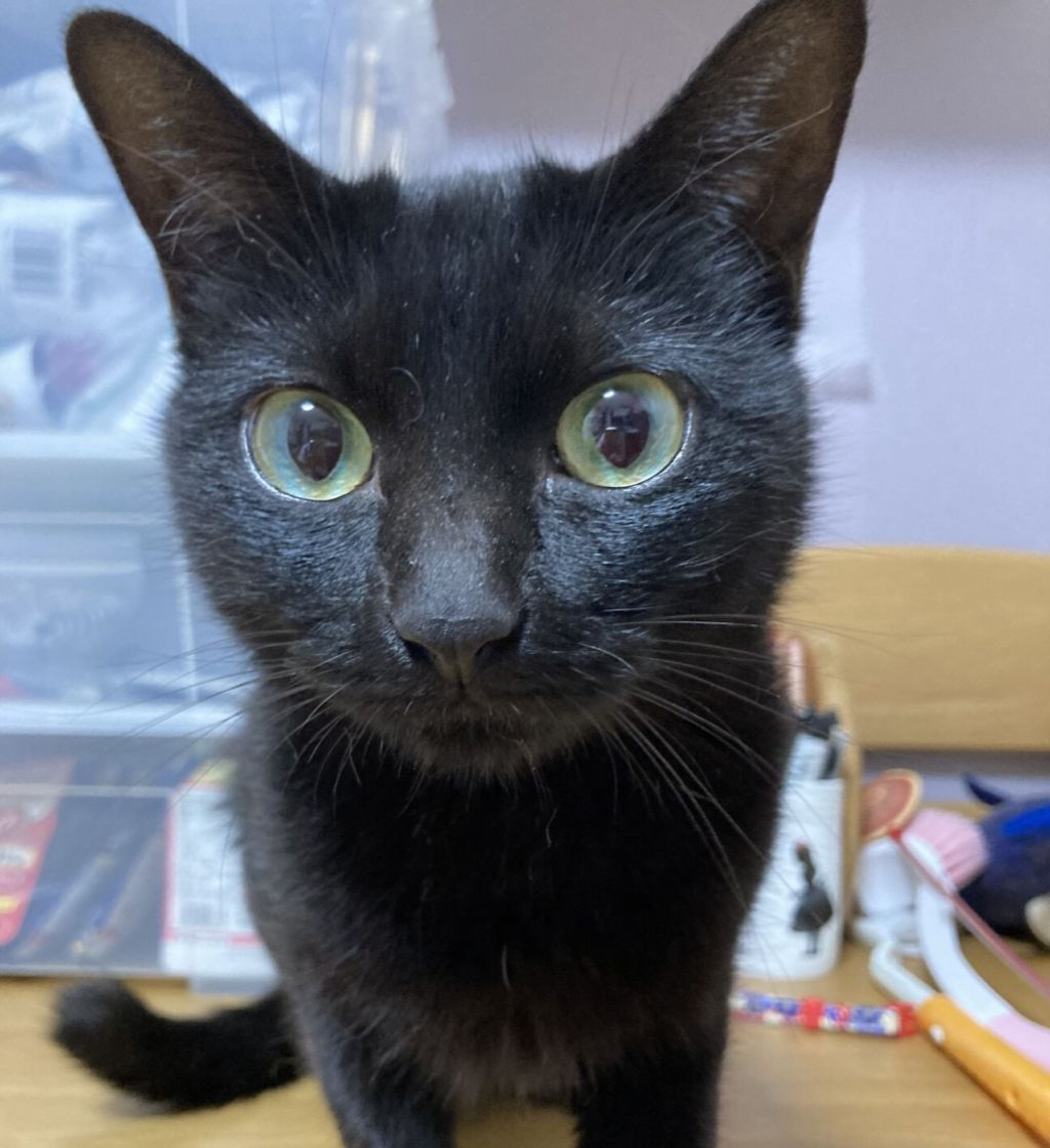 pet-image-8