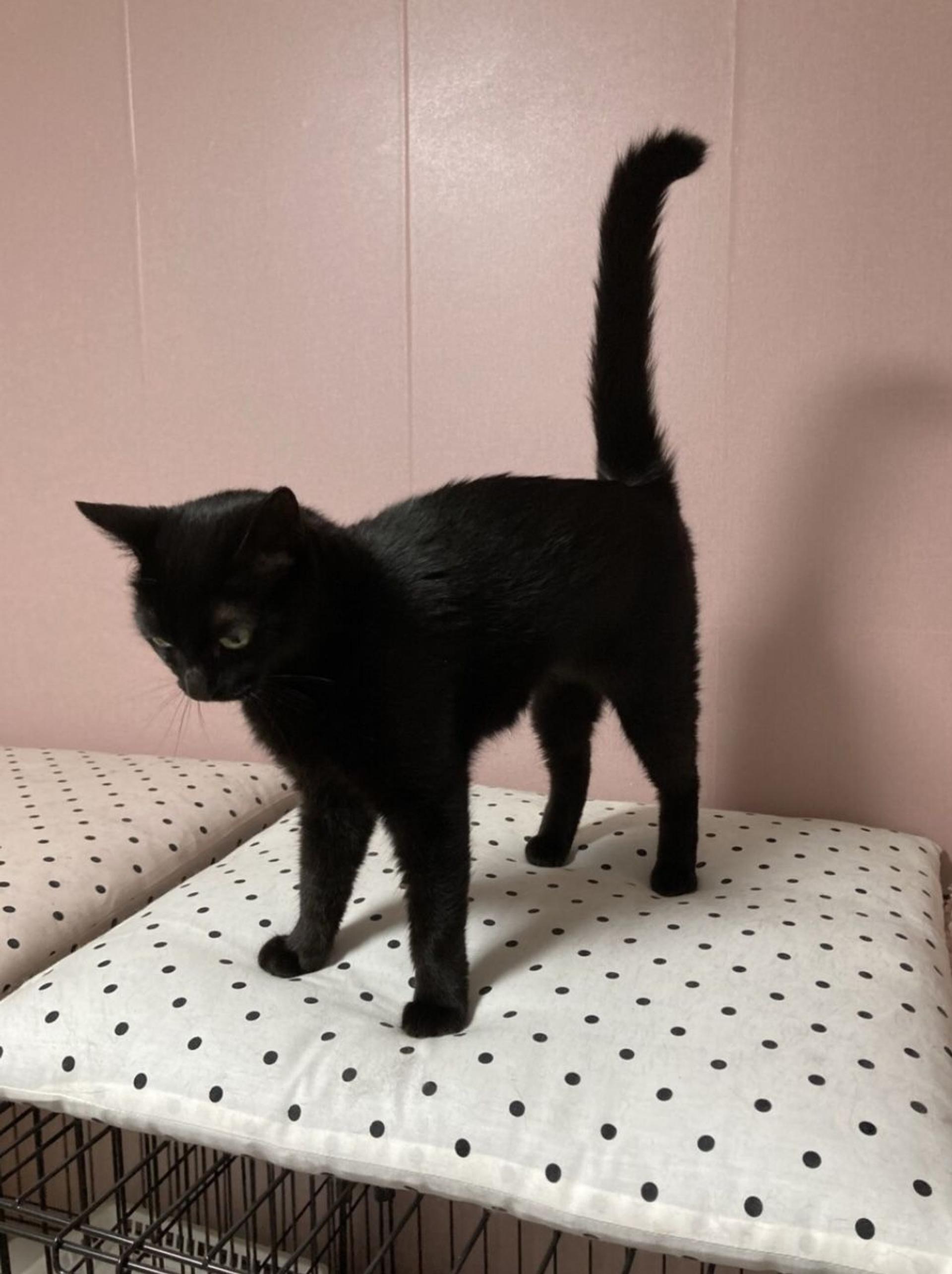 pet-image-9