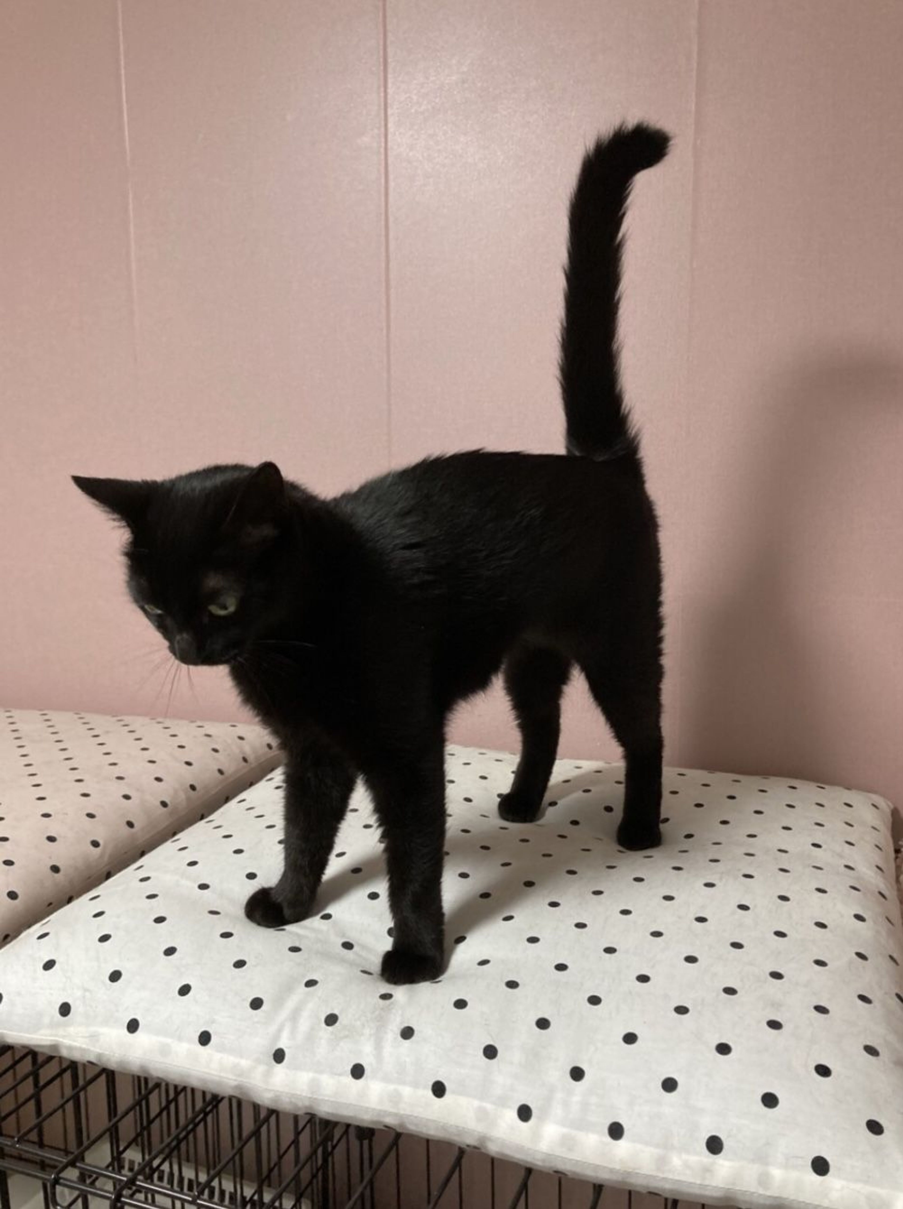 pet-image-9