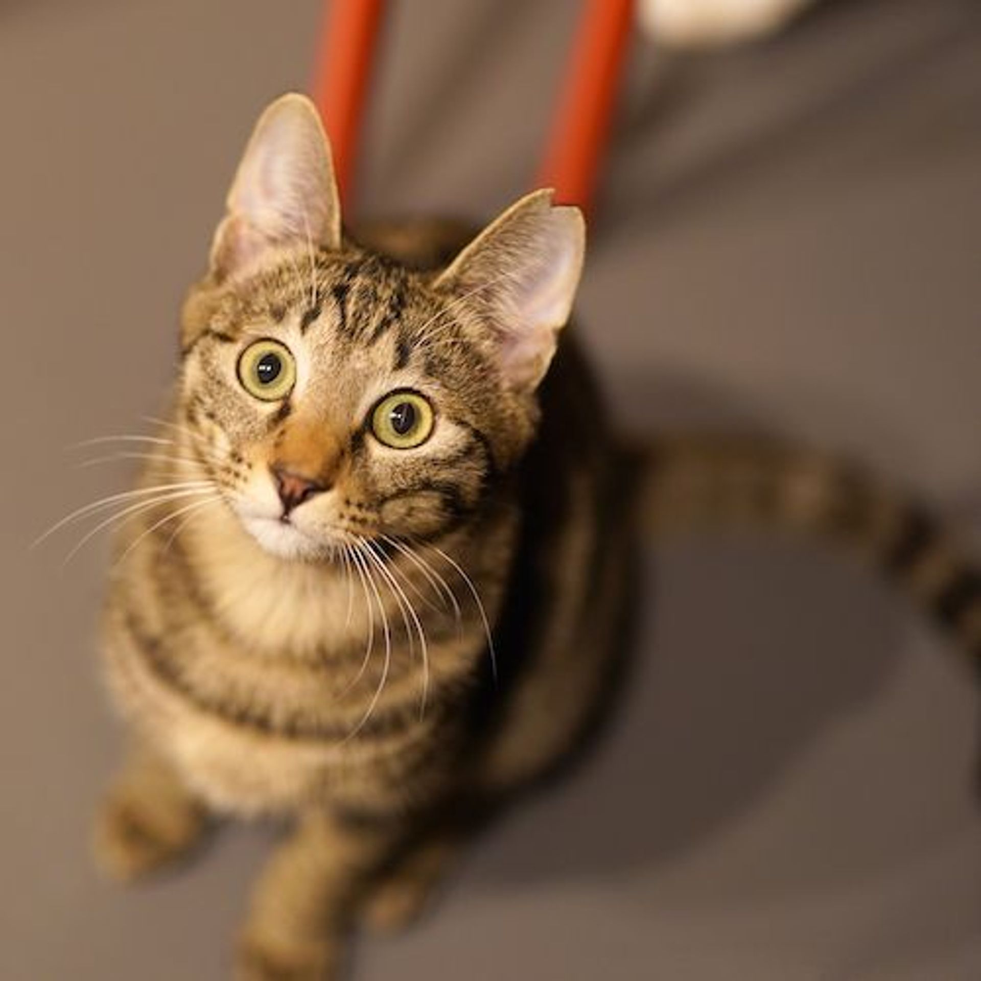 雑種（ミックス猫）・オスの里親募集の写真