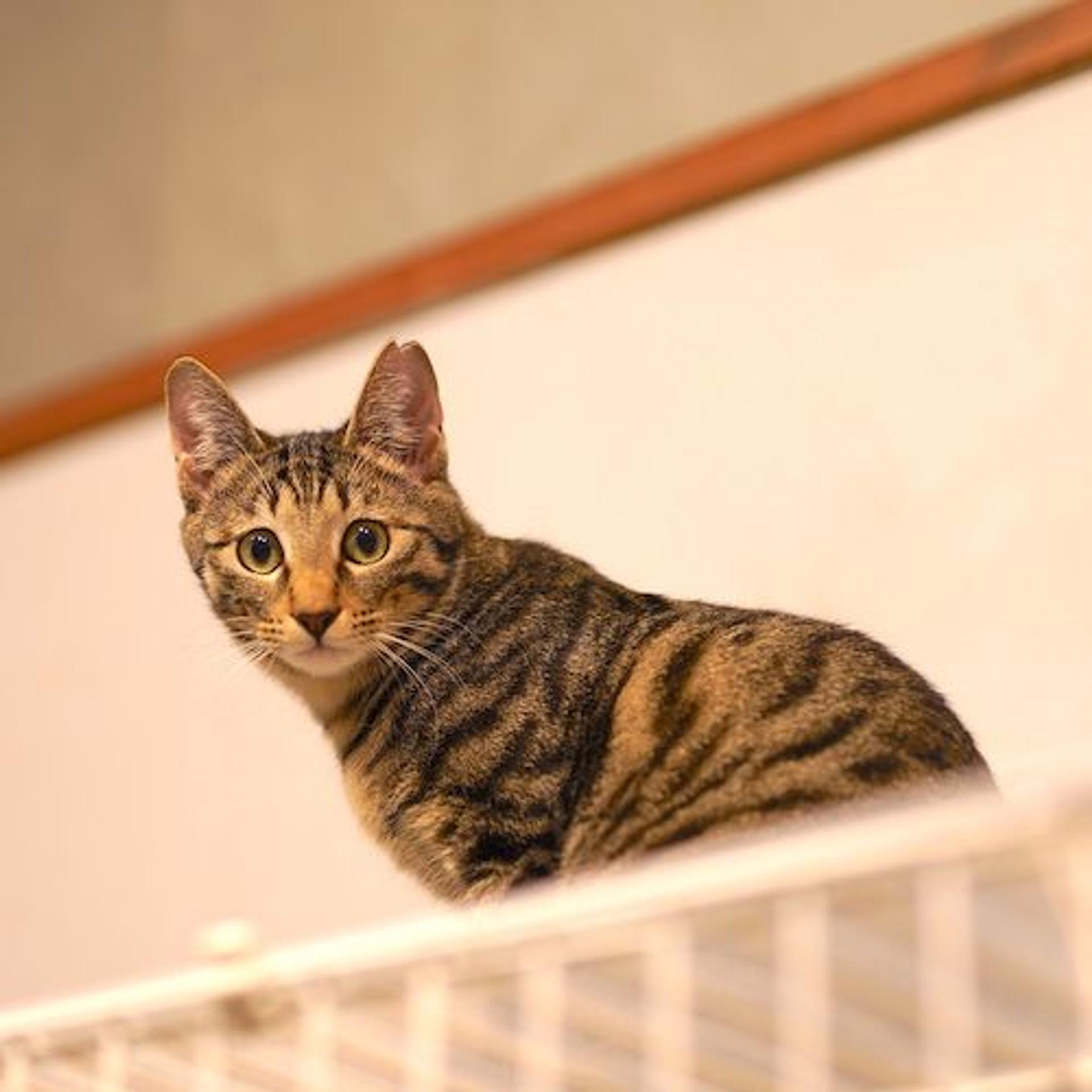 pet-image-4