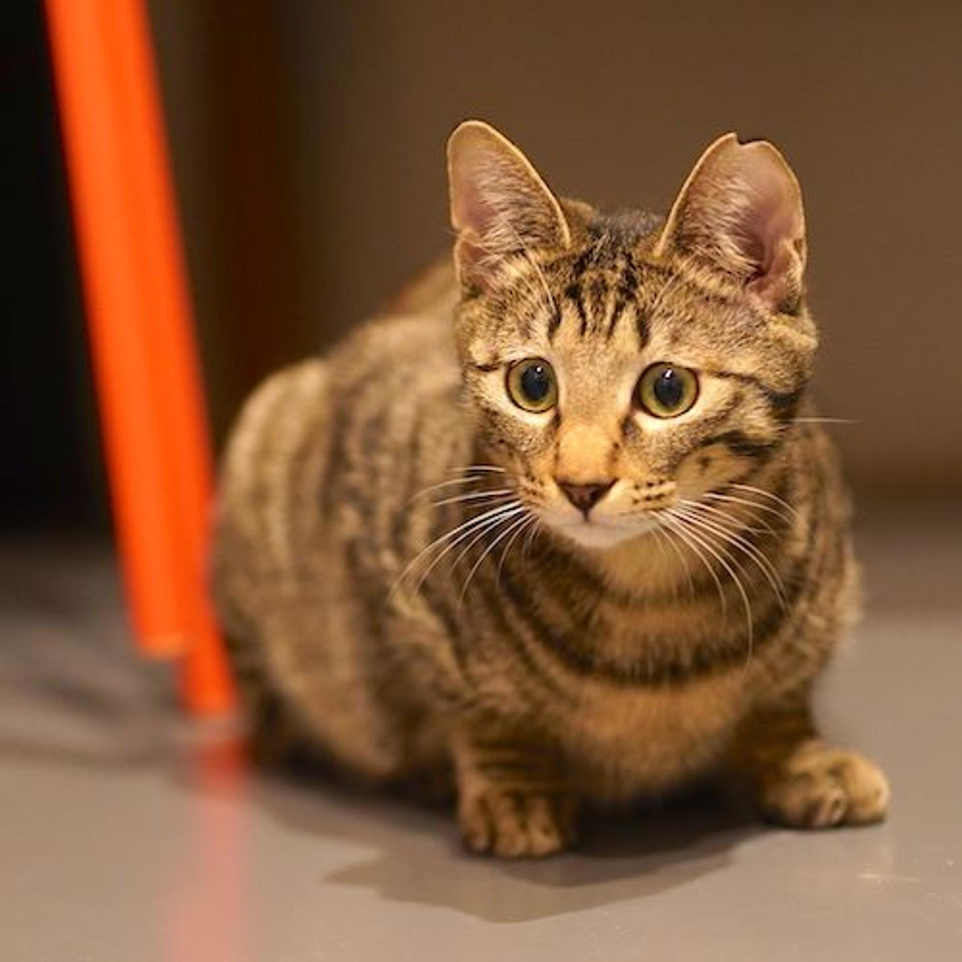 pet-image-6