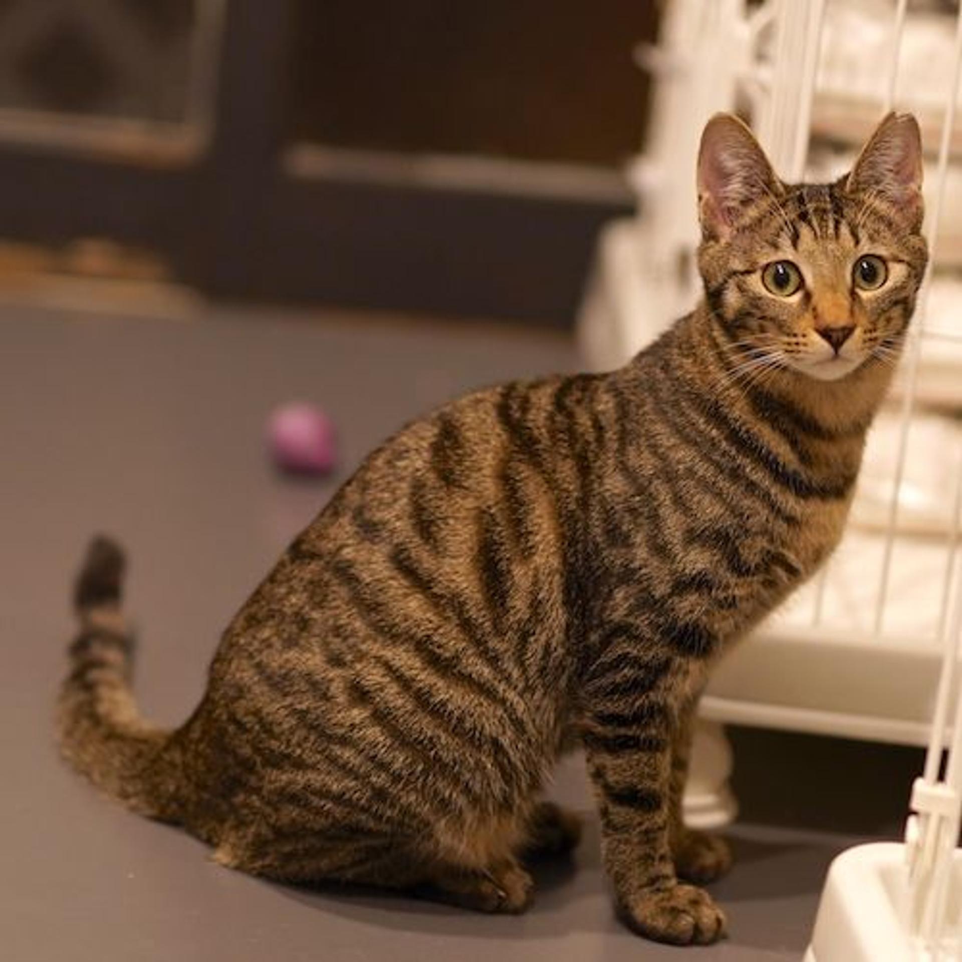pet-image-7