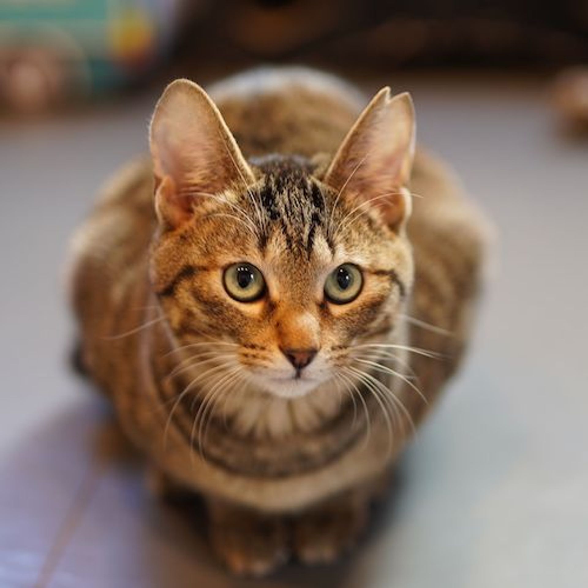 雑種（ミックス猫）・オスの里親募集の写真
