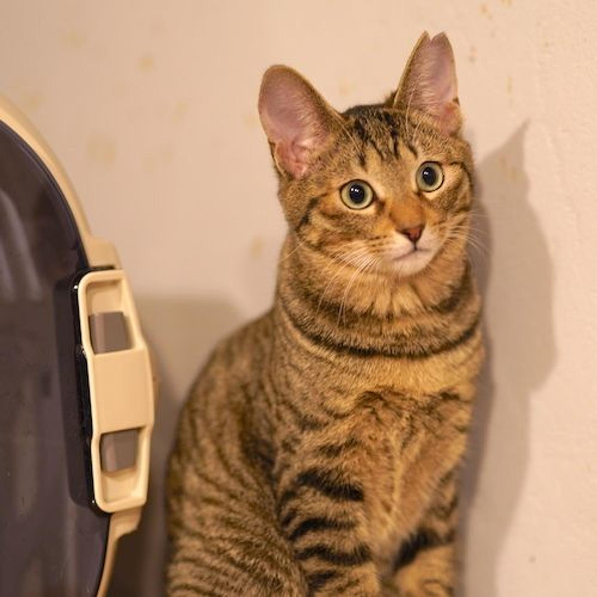 pet-image-5