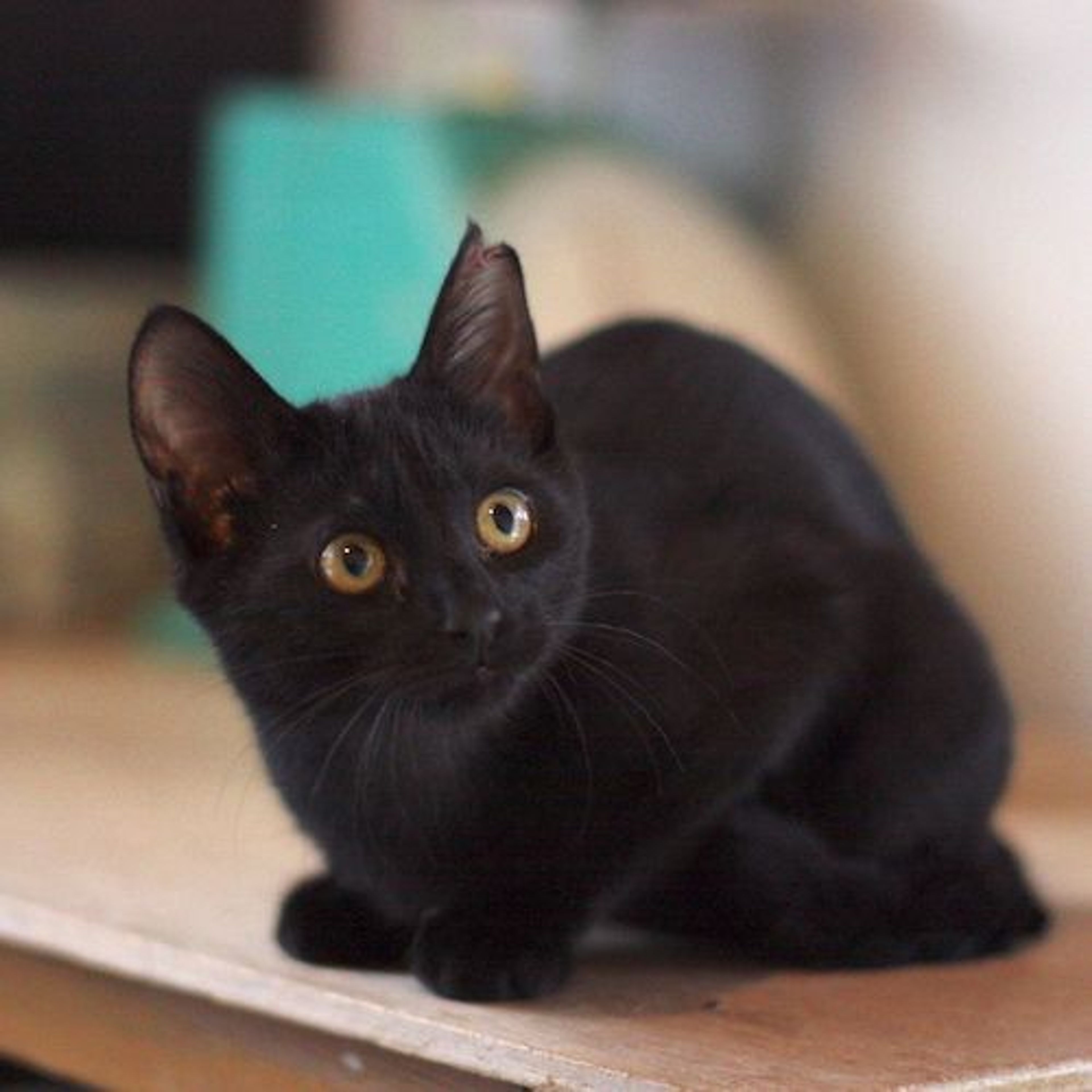 雑種（ミックス猫）・オスの里親募集の写真