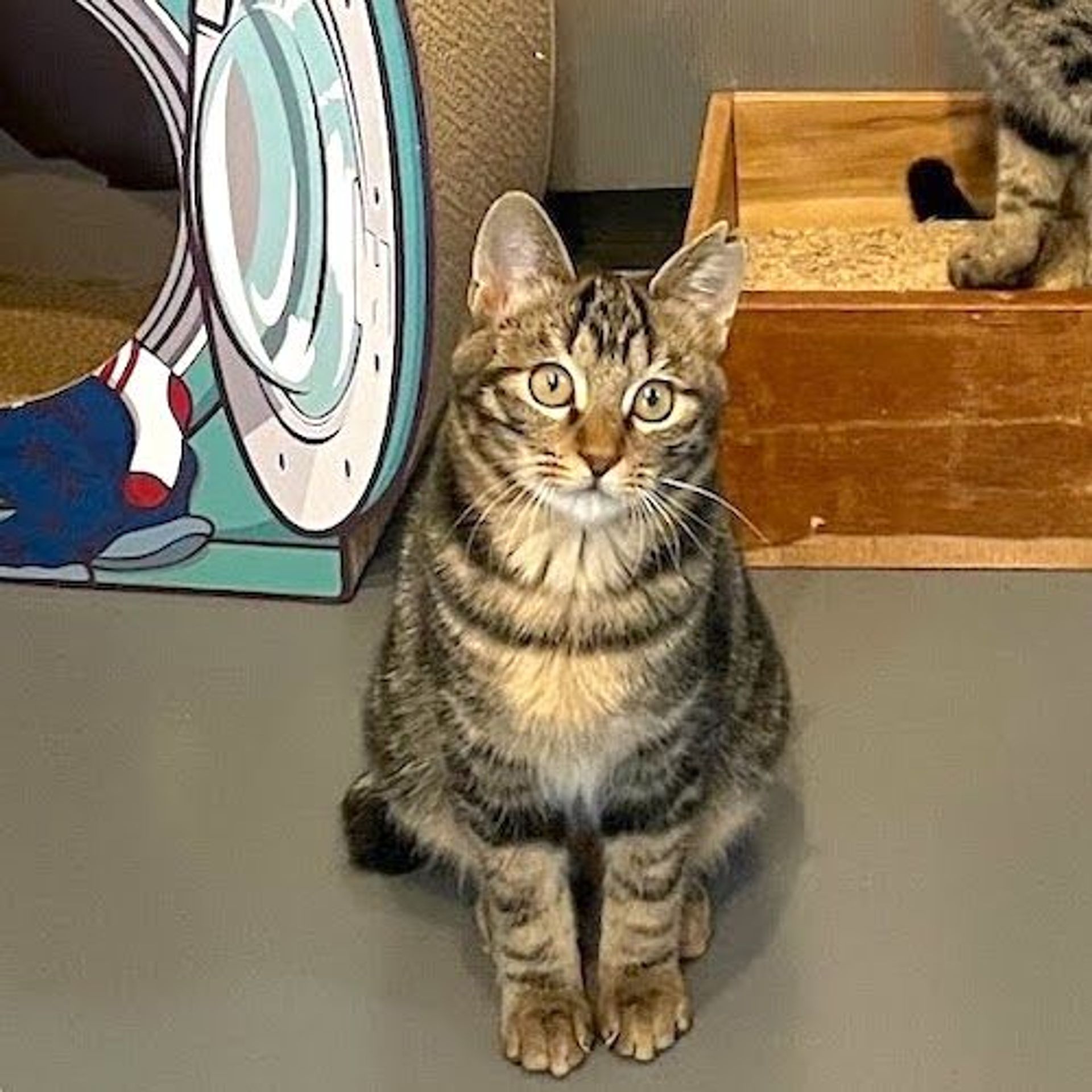 雑種（ミックス猫）・メスの里親募集の写真