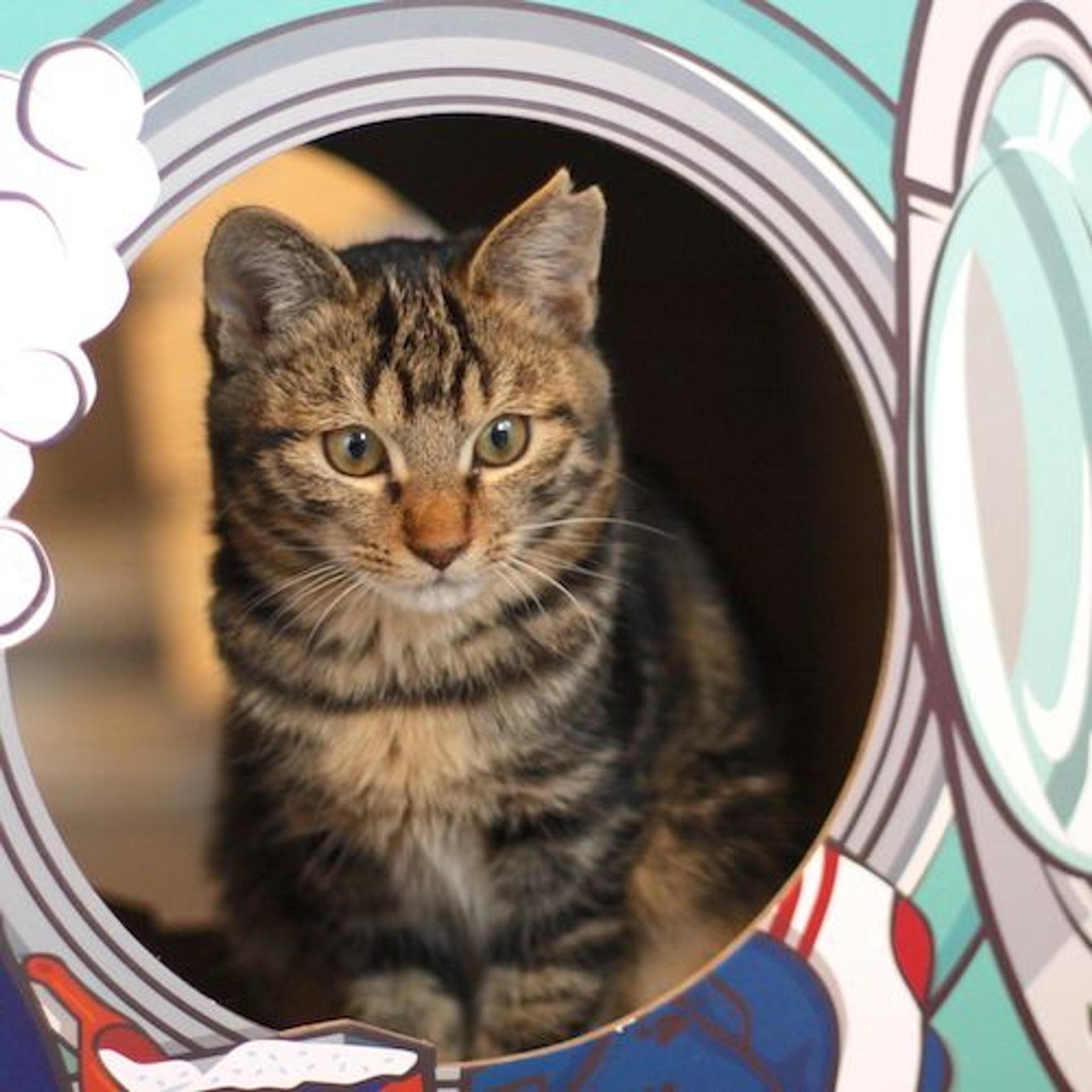 pet-image-4