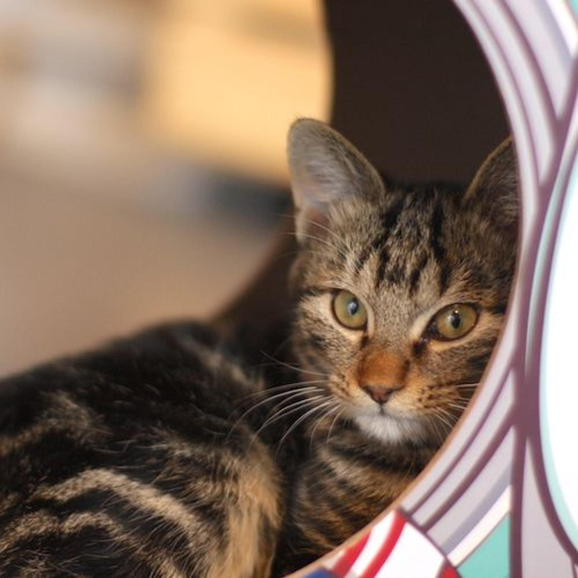 pet-image-5