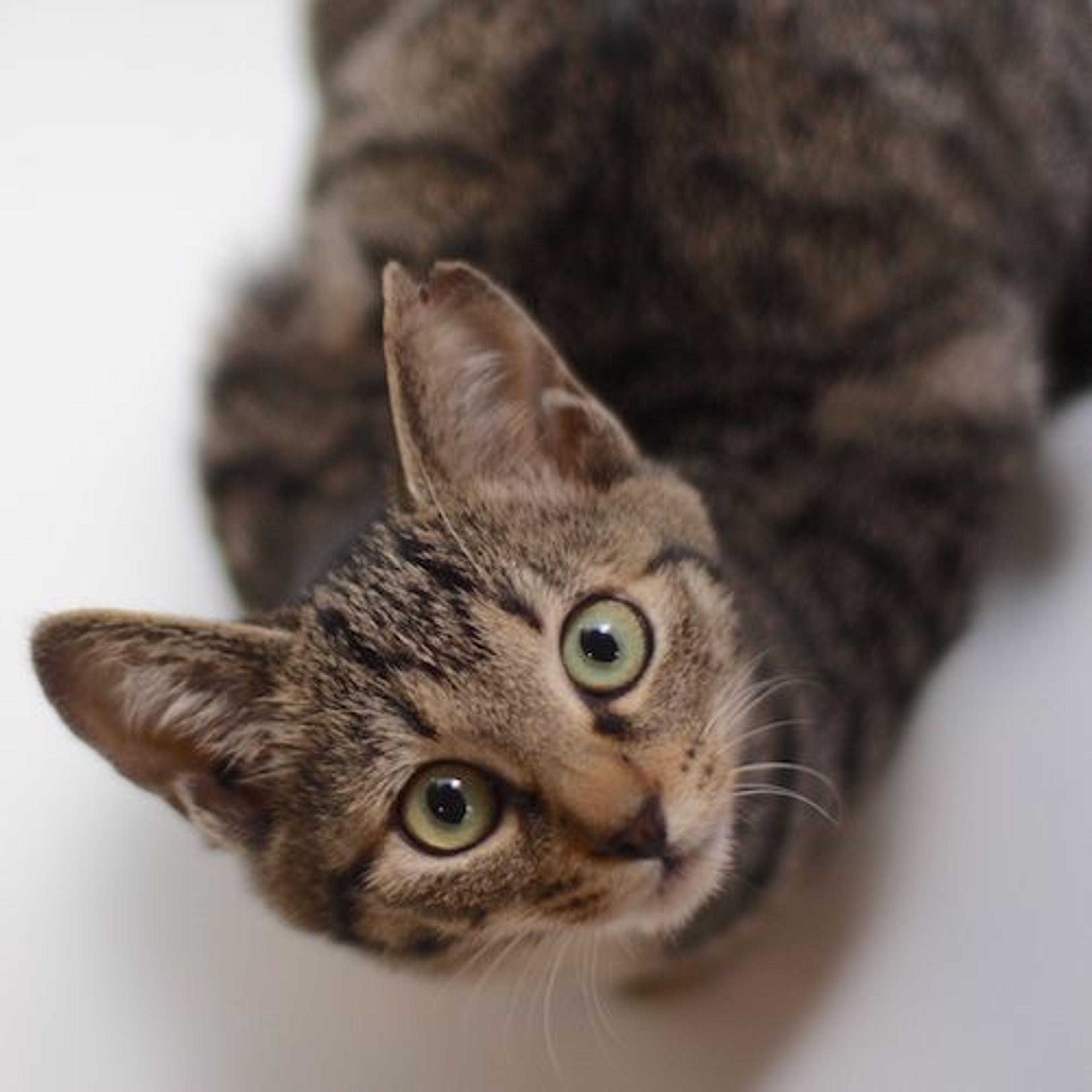 雑種（ミックス猫）・メスの里親募集の写真